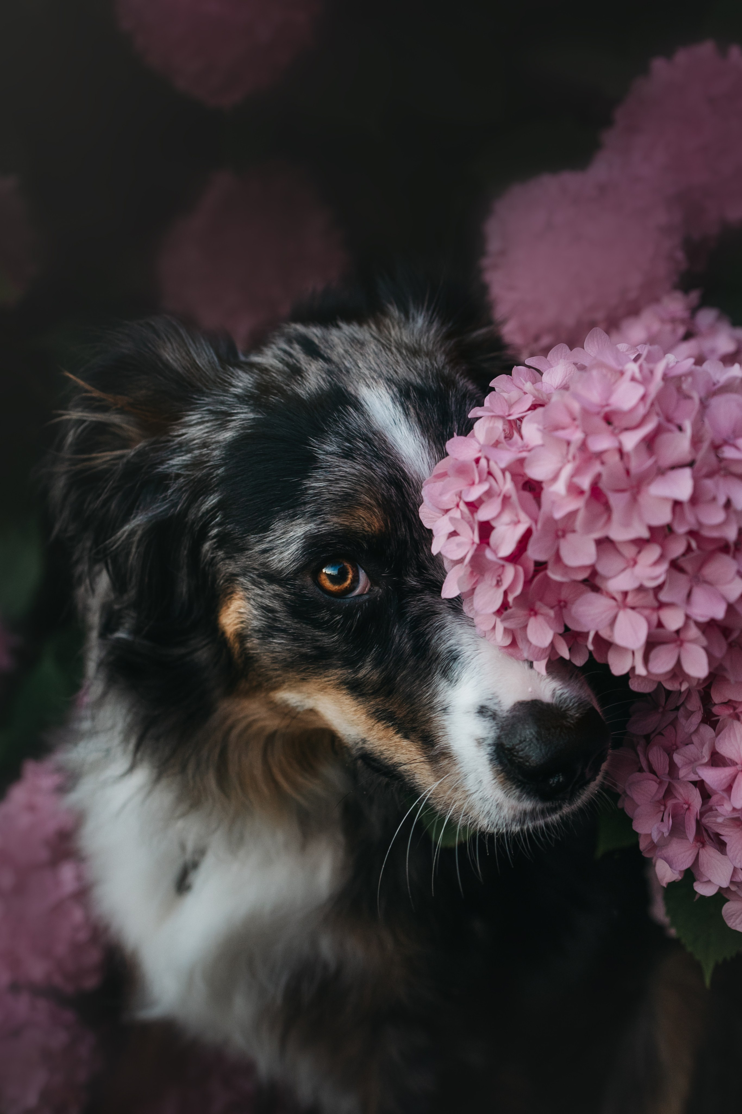 Pet Photographer Viktoriya Aleshenko