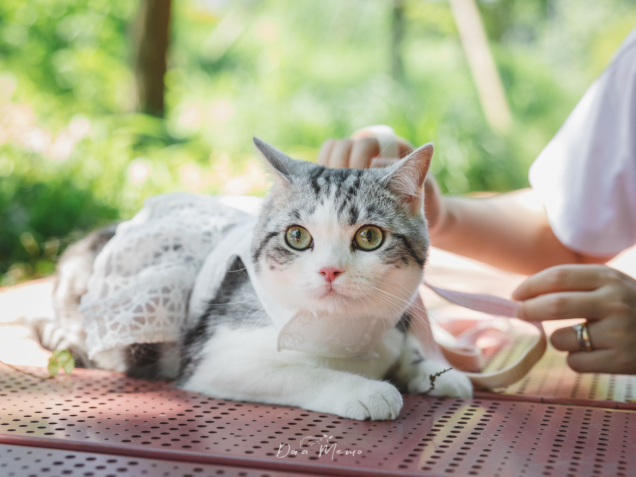 Close-up of a woman's ring-adorned hand gently petting her cat's head, quiet closing image 