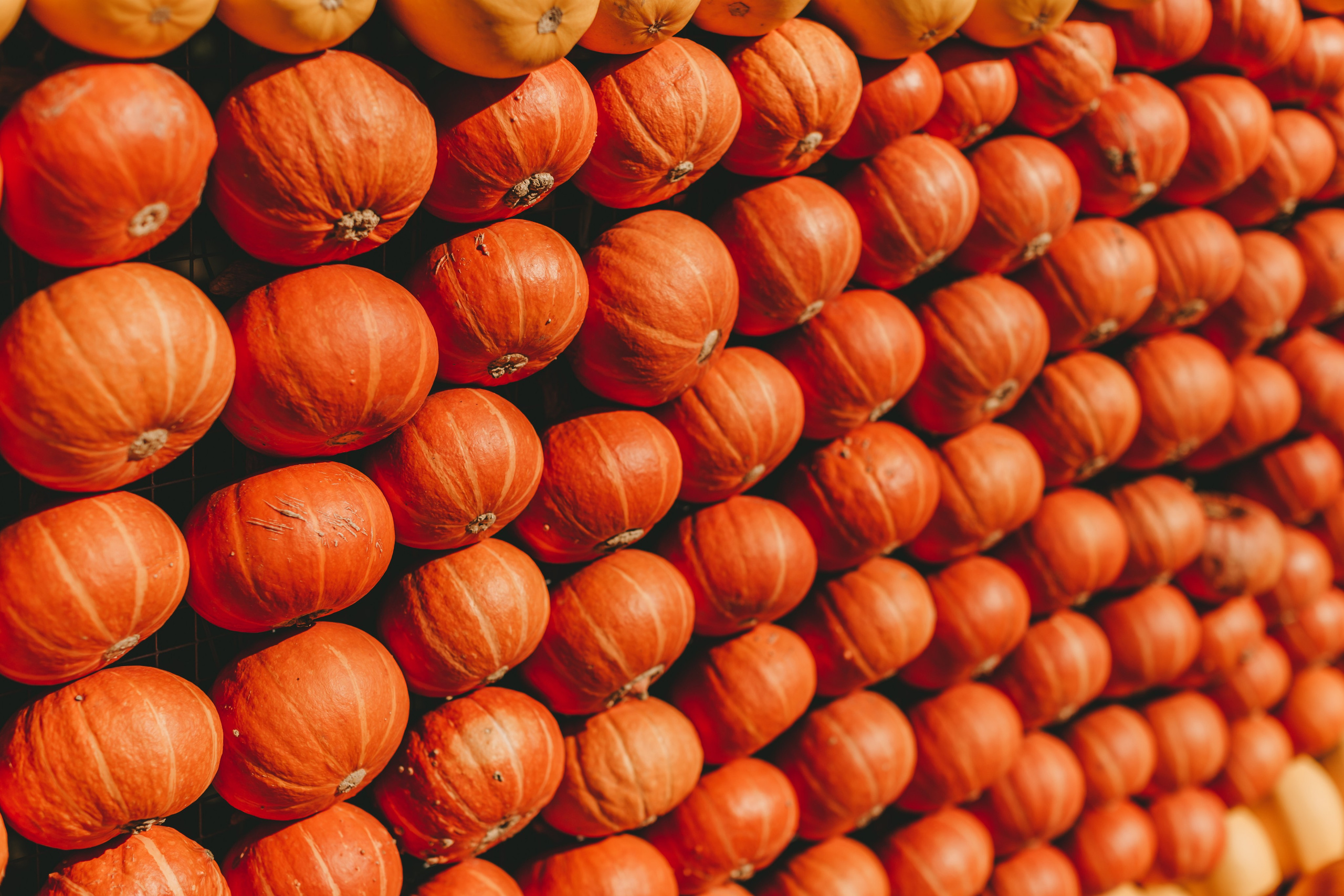 Фестиваль тыкв в Людвигсбурге. Фотограф в Германии — Мария Чистякова