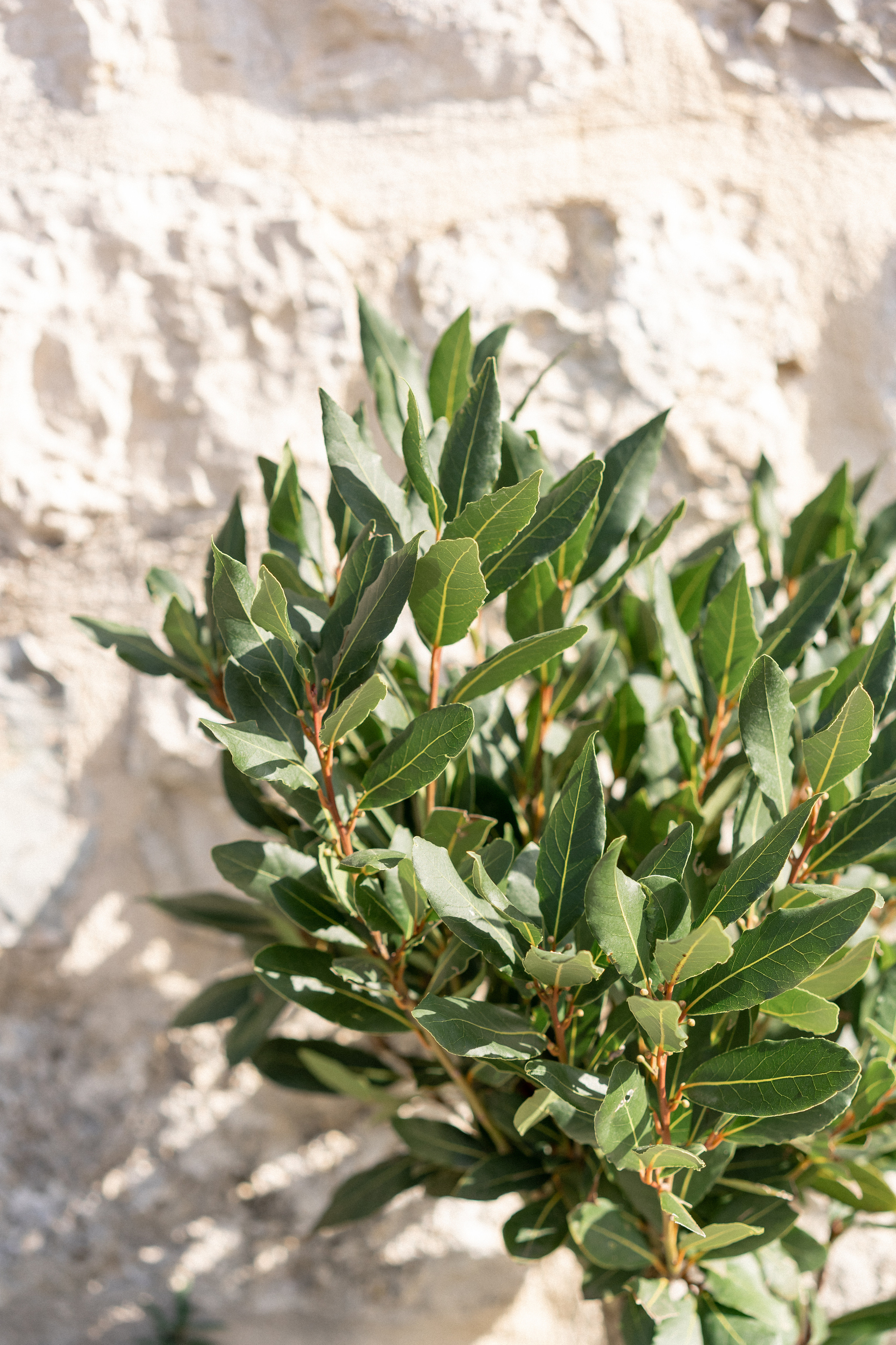 Intimno i udobno venčanje u Vili Nikčević u Crnoj Gori