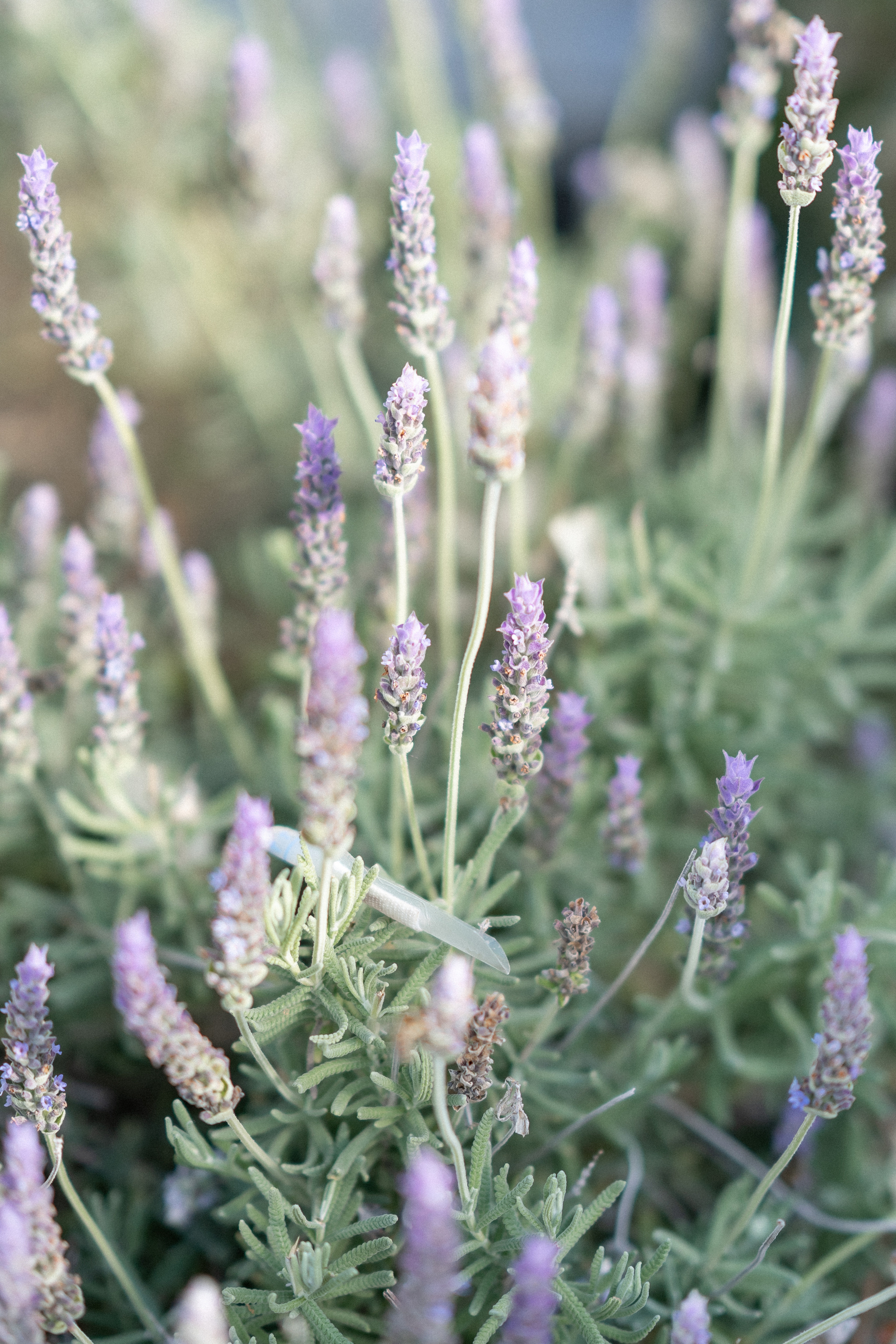 Intimno i udobno venčanje u Vili Nikčević u Crnoj Gori