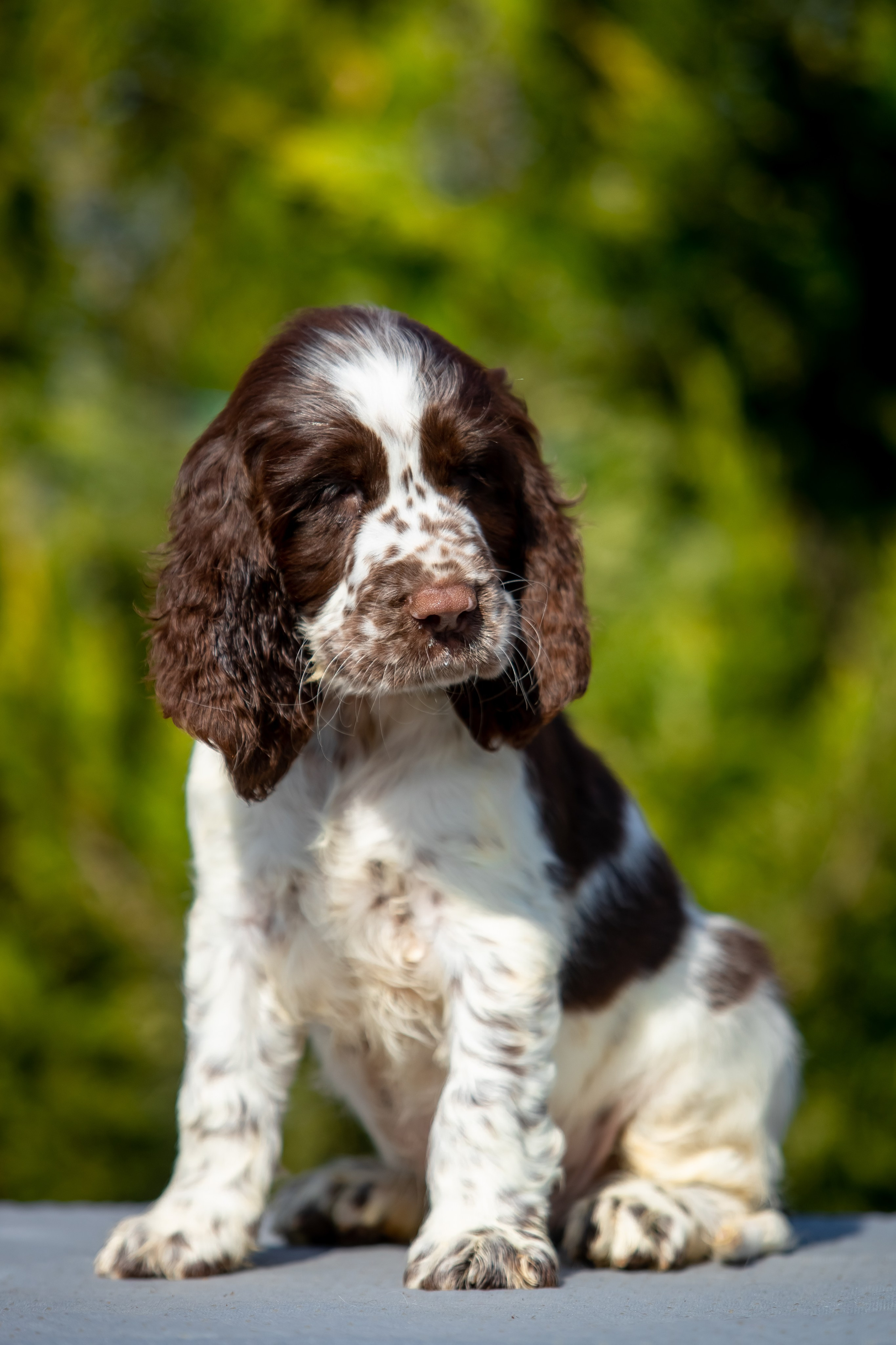 Male — Orange collar 🧡. Website of the titled stud dog of the Springer Spaniel breed
