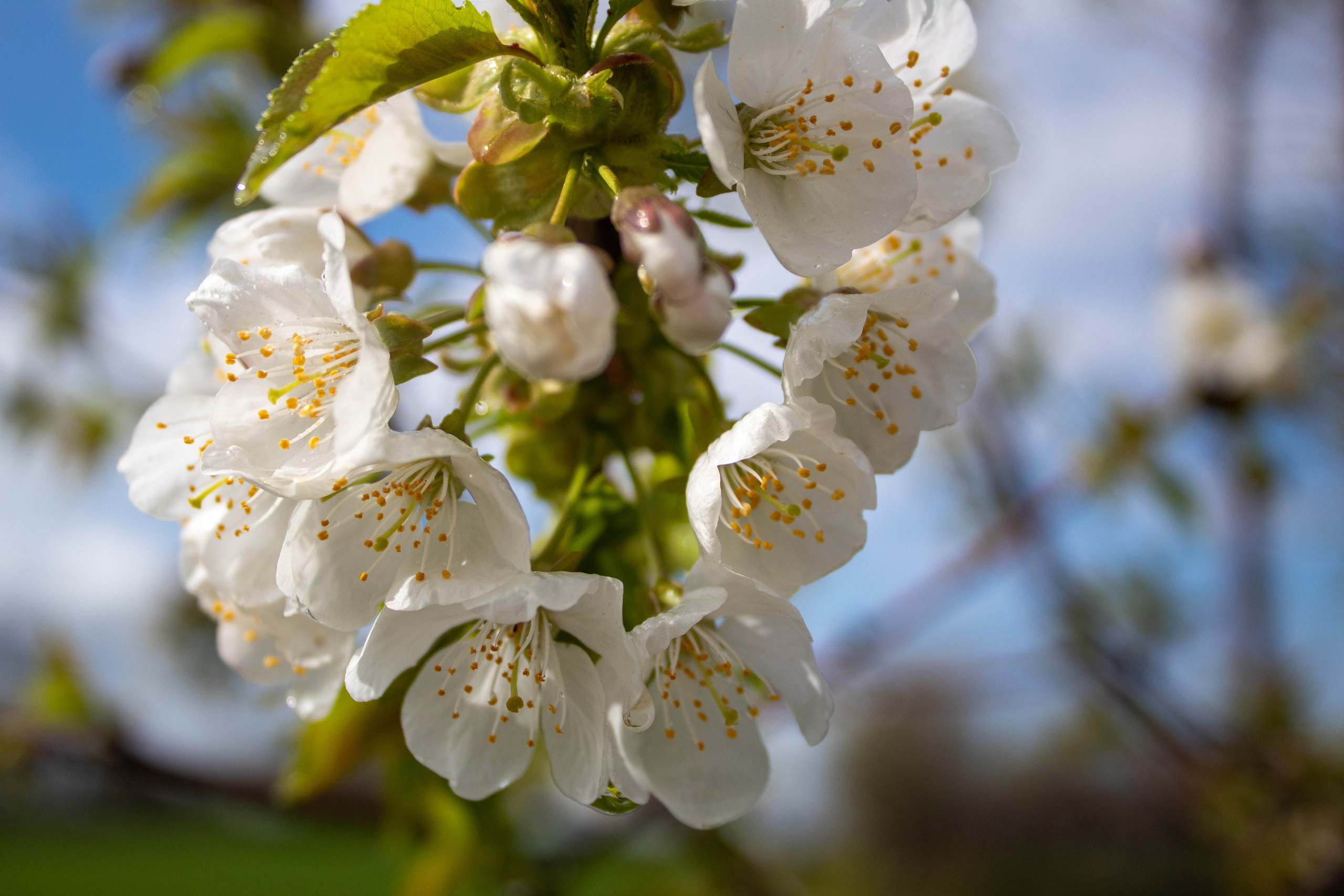 Close-up of cherry blossom flowers with soft background bokeh.