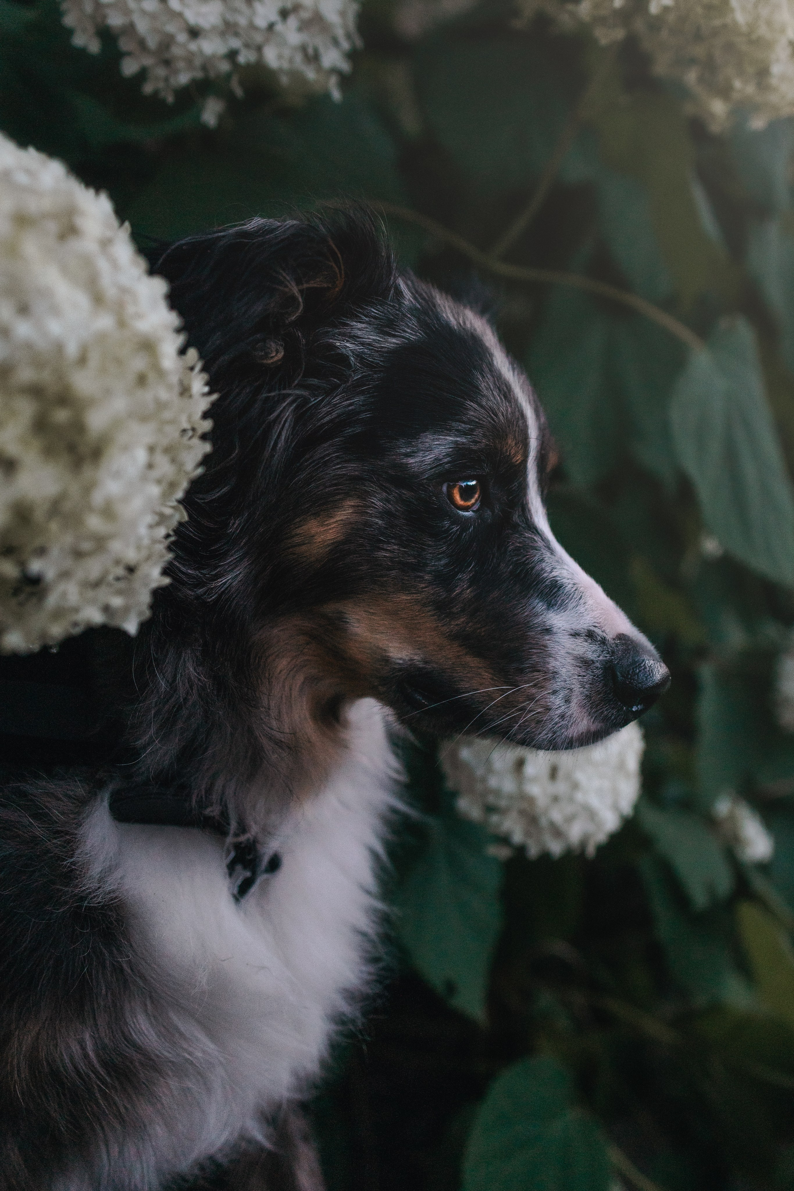 Pet Photographer Viktoriya Aleshenko