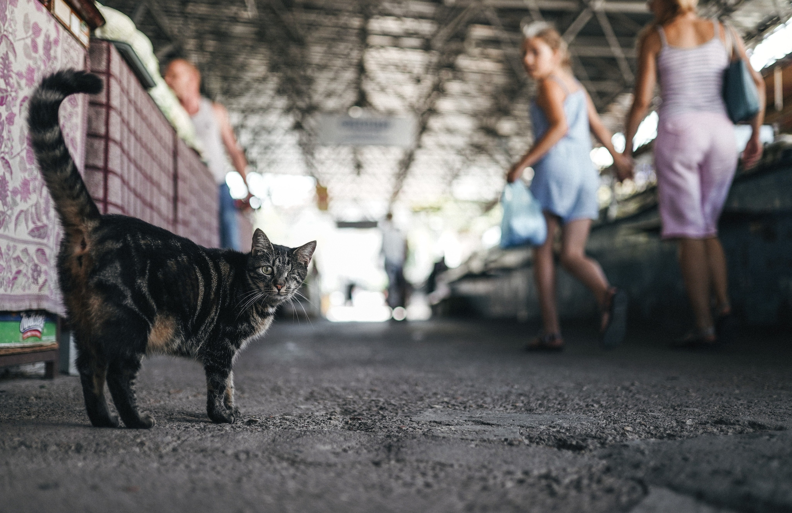 Кот шпедингера. Стрит-фотография, полная абсурда, идиотизма и красоты