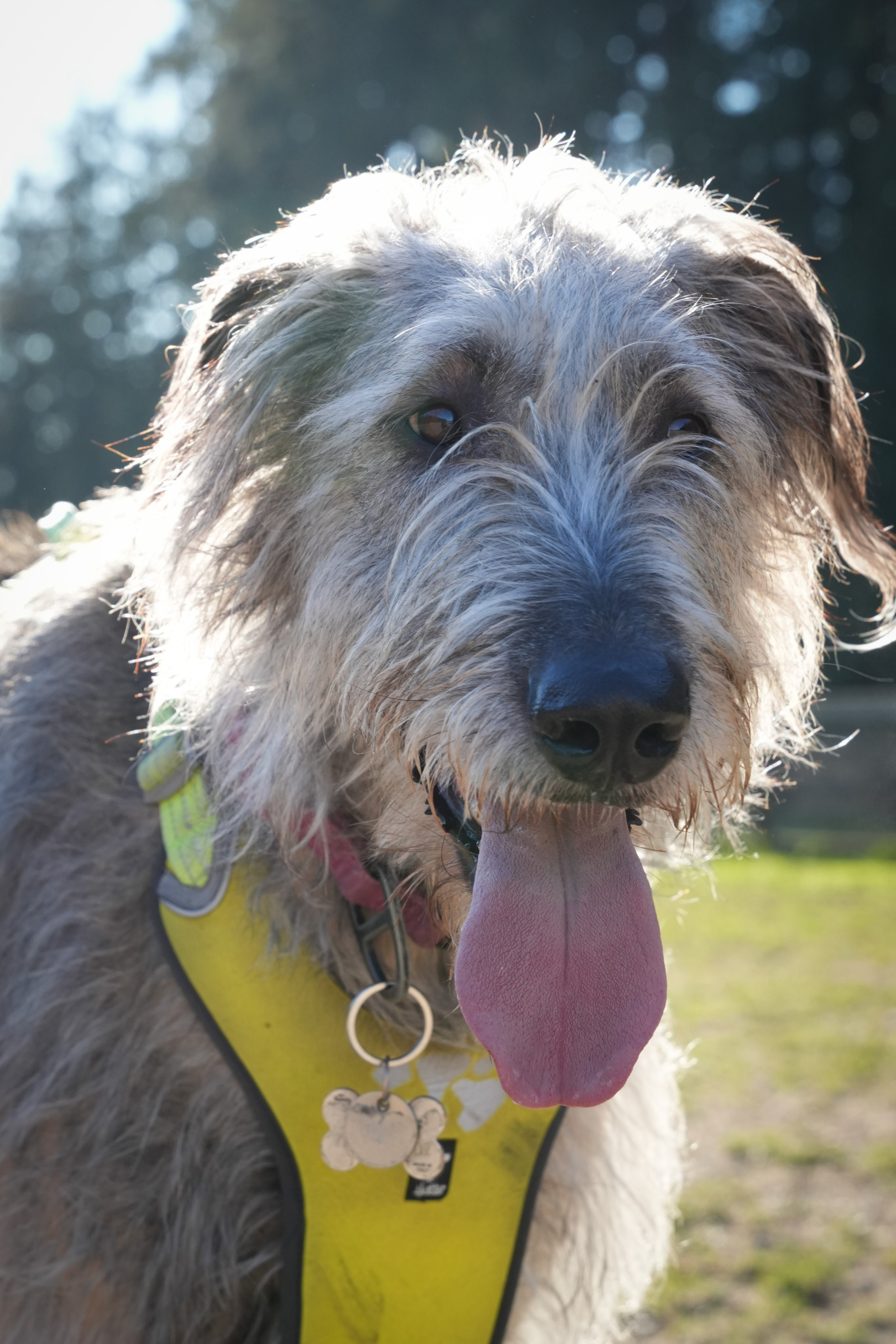 Pets. Shuttergry Photography