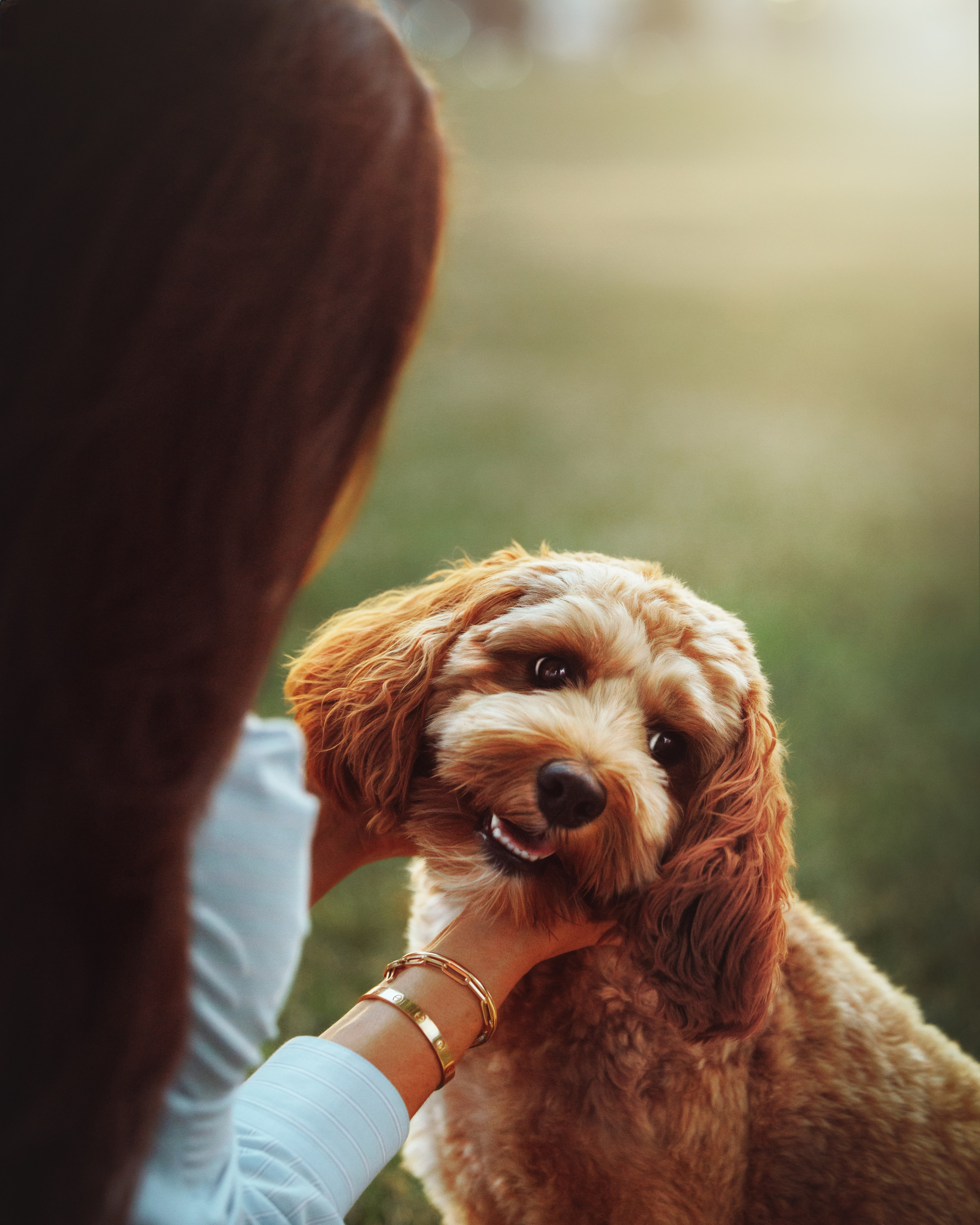Howie & Callie. Pet Photographer Viktoriya Aleshenko