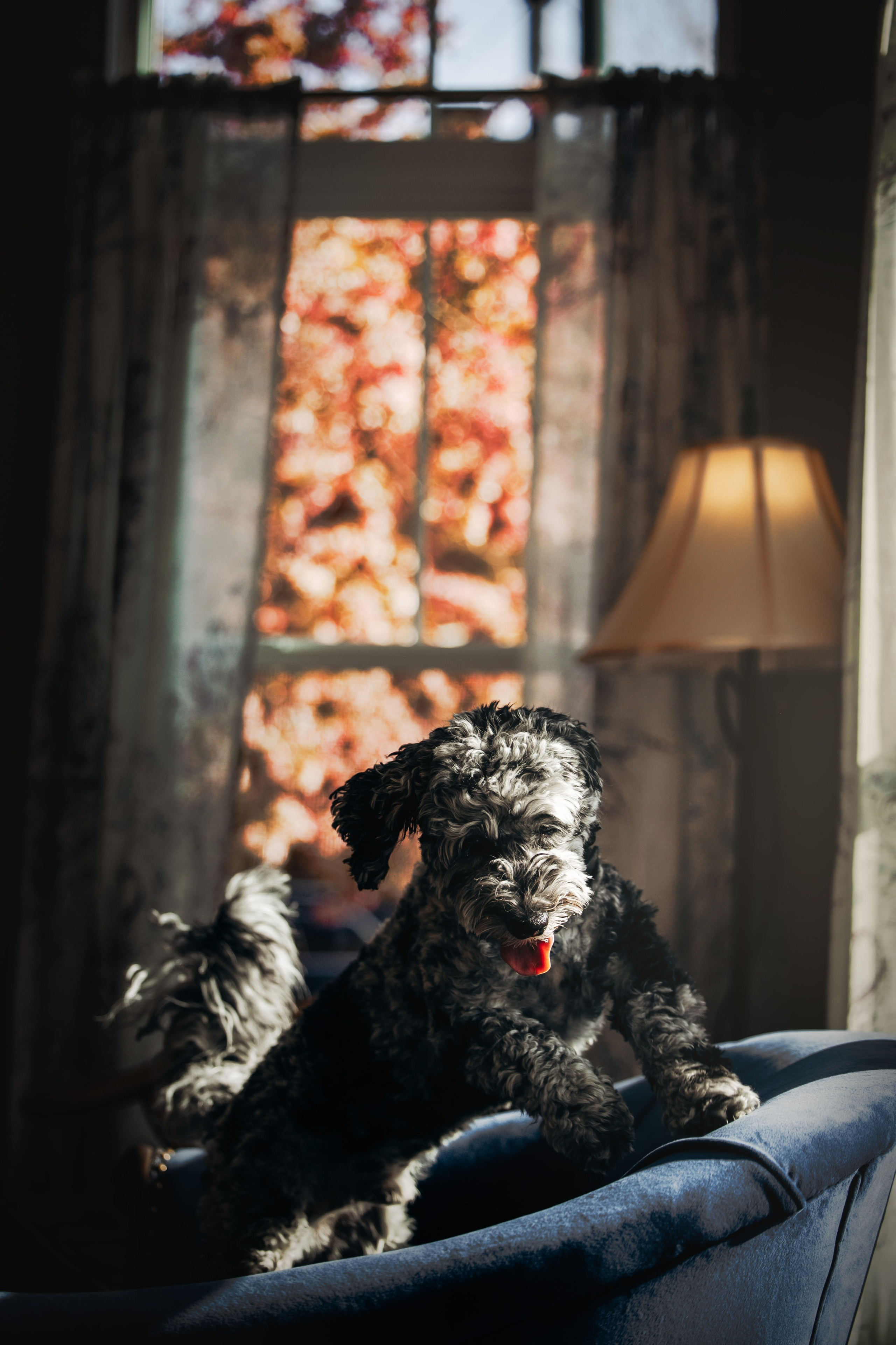 Ace. Pet Photographer Viktoriya Aleshenko