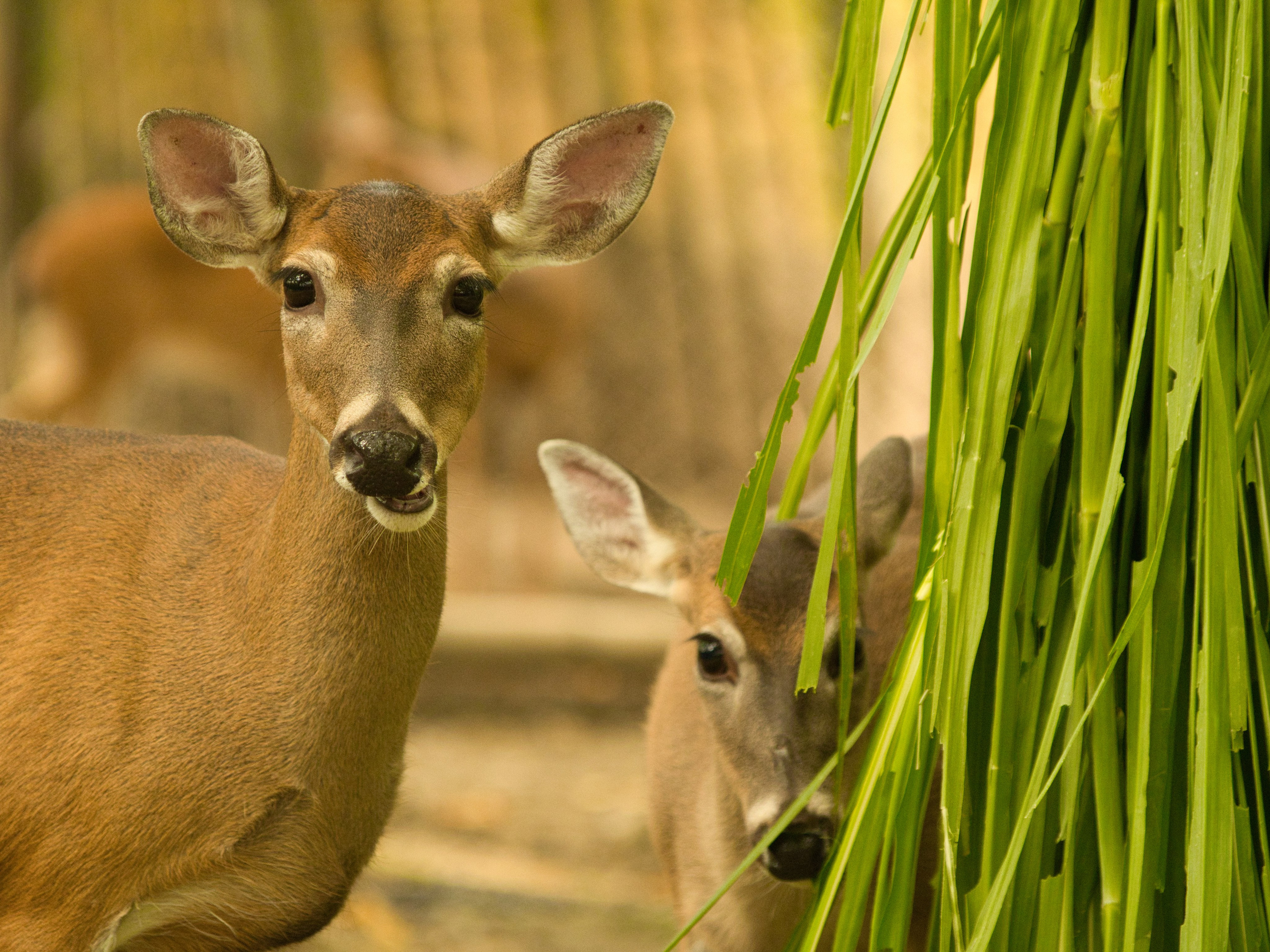 Fotógrafo. Fotógrafo de bodas, familiar, niños y modelos en Madrid, Julio César Bustamante