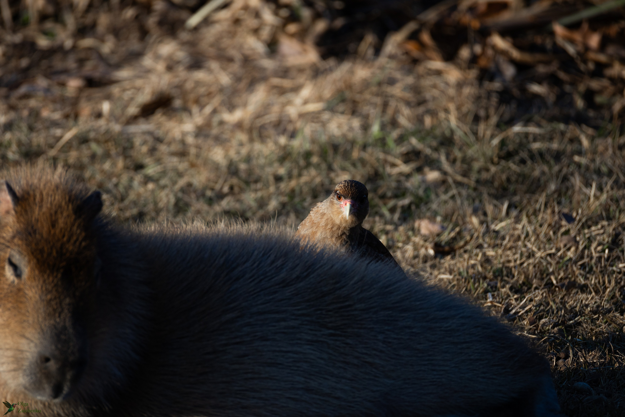 союз капибары и каракары