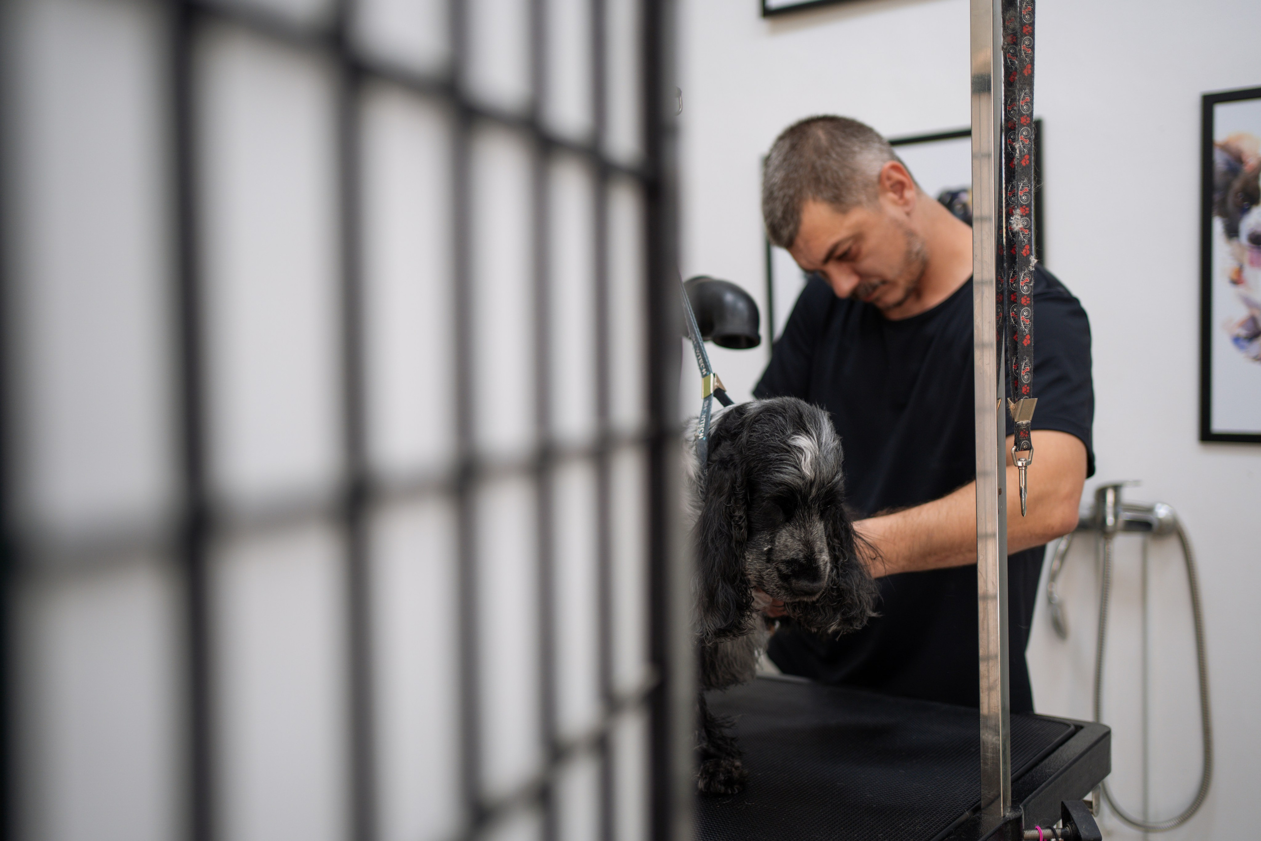 PetGroom Timisoara. Cozac Cristian Photographer