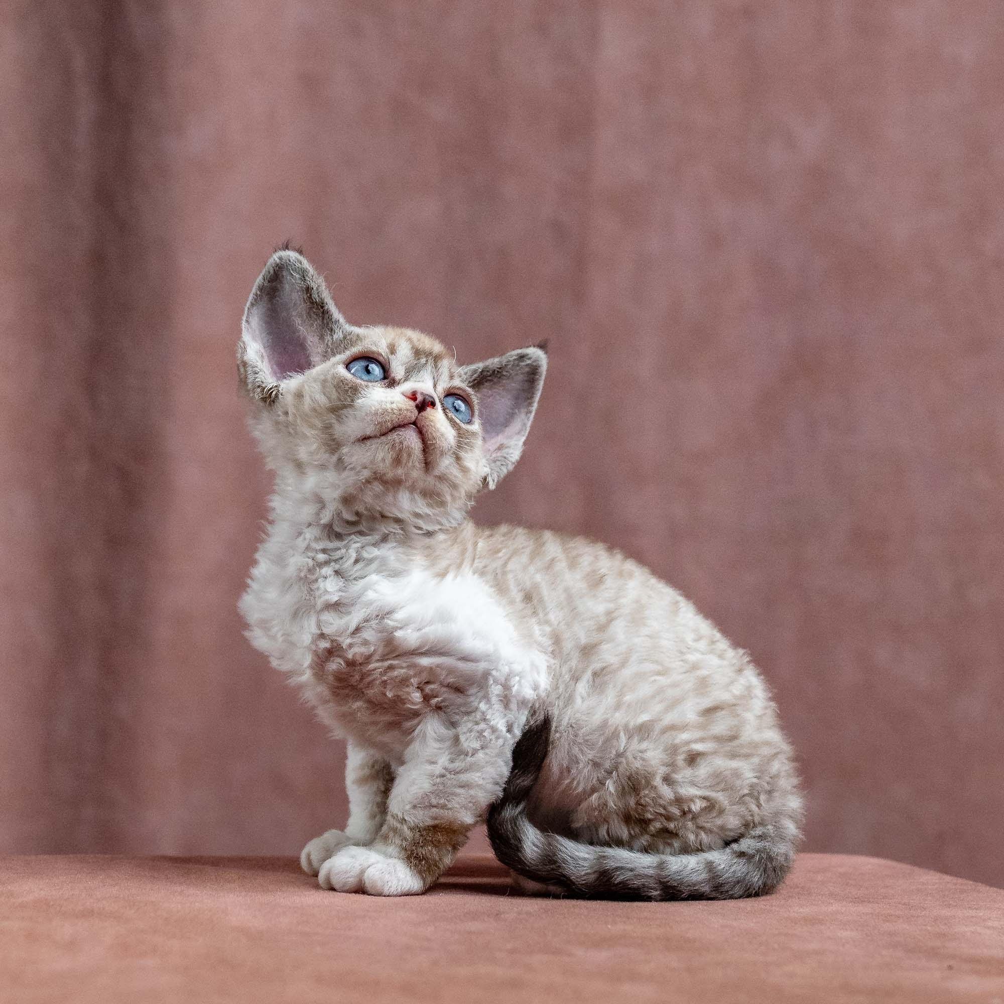 Kai, boy, born 07.02.2025. Devon Rex Pixie Cattery