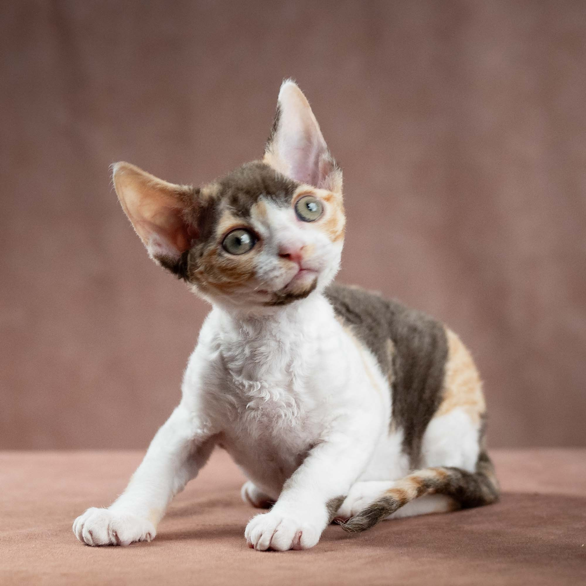 Dixie, girl, born on 06.06.24 SOLD. Devon Rex Pixie Cattery