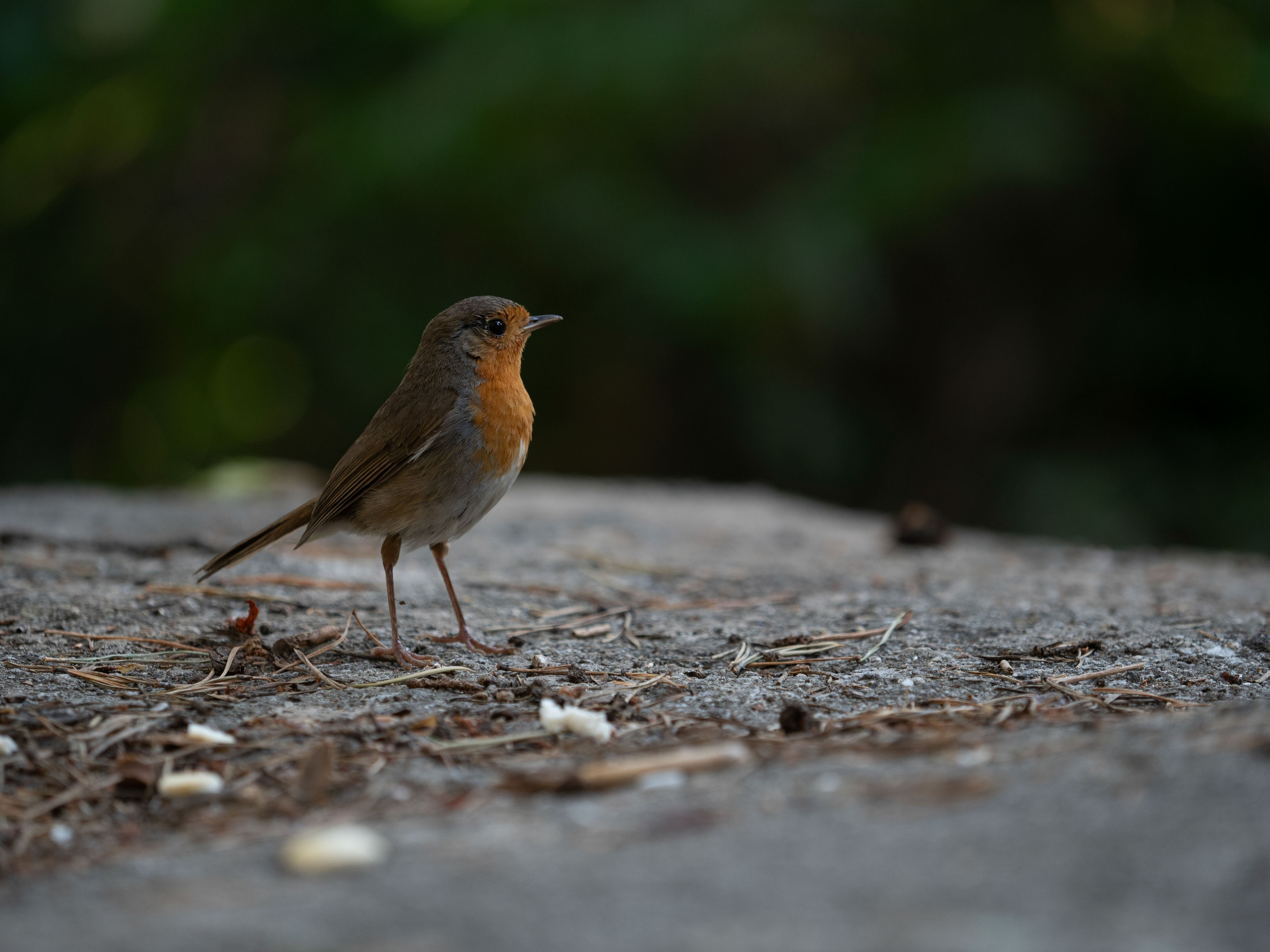 Paisajismo. Fotógrafa de Periodismo y Documentación, Teatro, Cine, Shooting para Modelos, Bodas, Bautizos, Comuniones, Familia y Eventos