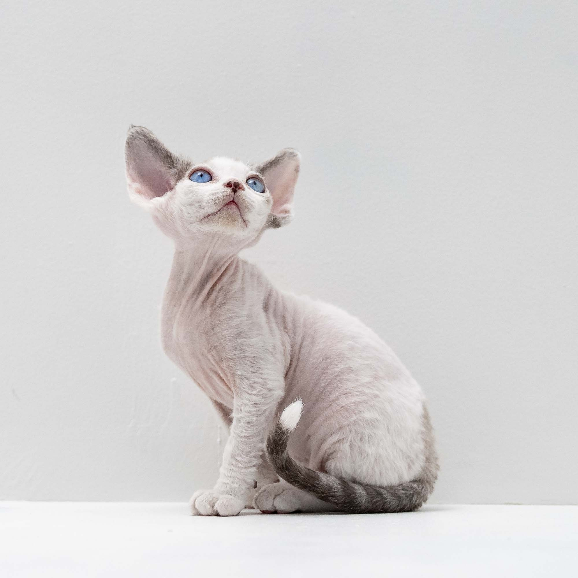 Frosttip, boy, born on 01.01.25. Devon Rex Pixie Cattery