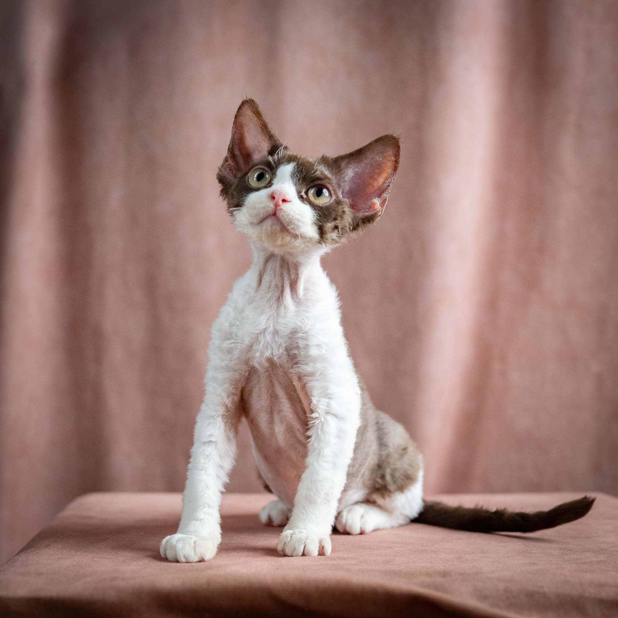 Pascal, boy, born 02.11.26. Devon Rex Pixie Cattery