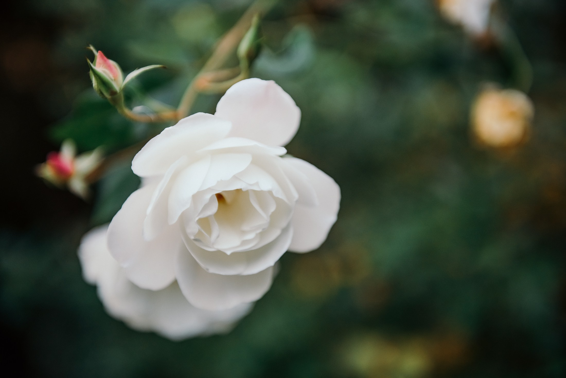 Wedding photo shoot. Wedding photographer. Wedding, maternity and family photographer in Charlotte Tasha Minn