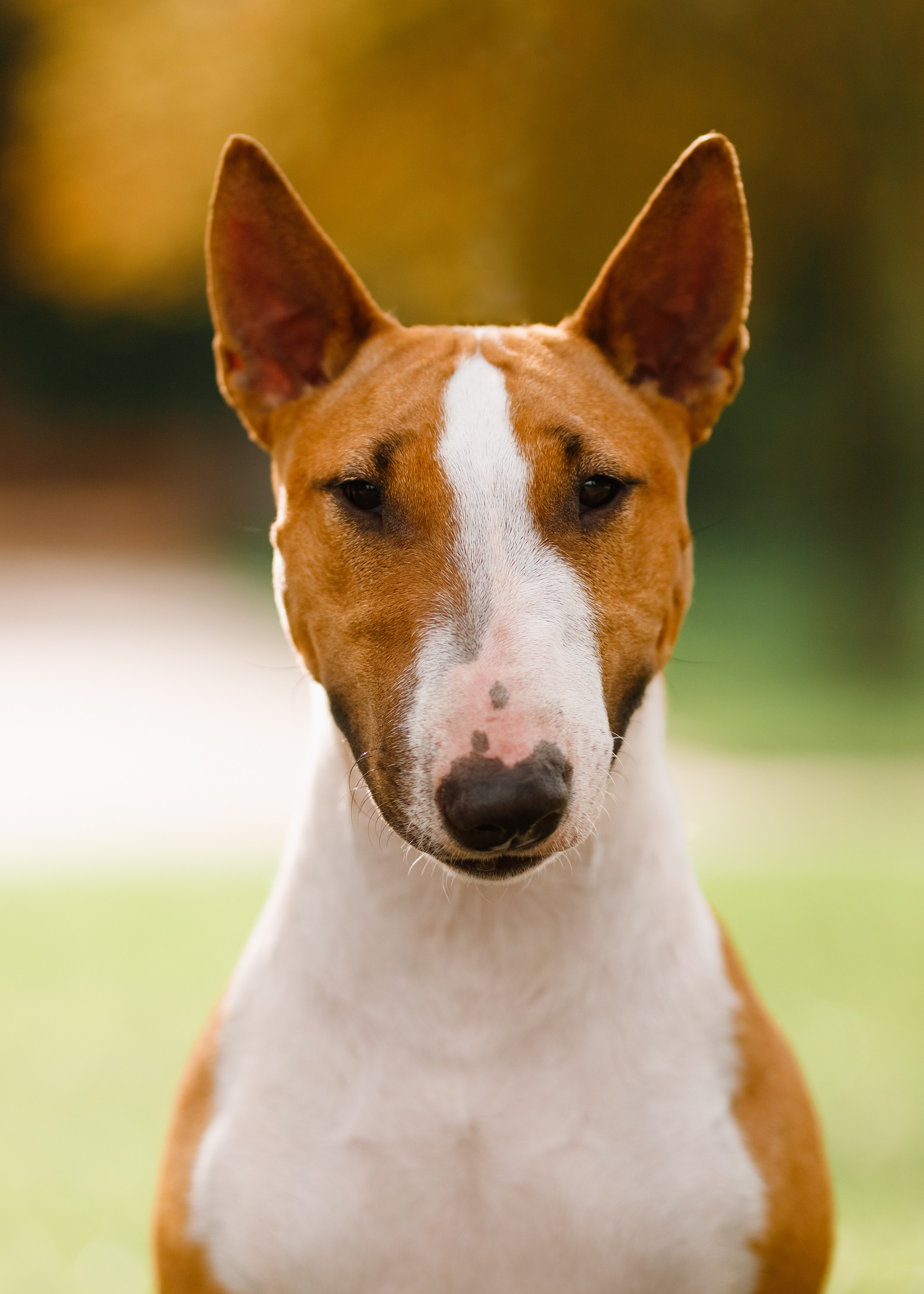 Summer photo day for dog handler. Kaja | fotograf we Wrocławiu | ludzie i psy