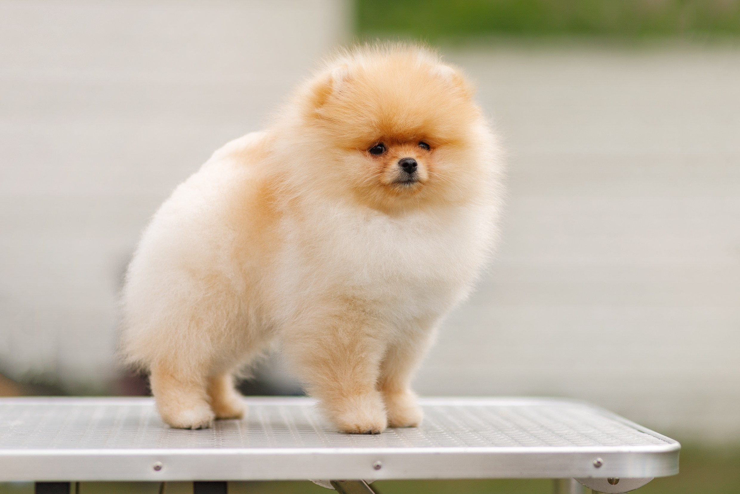 Dog shows | the best ones. Kaja | fotograf psów we Wrocławiu