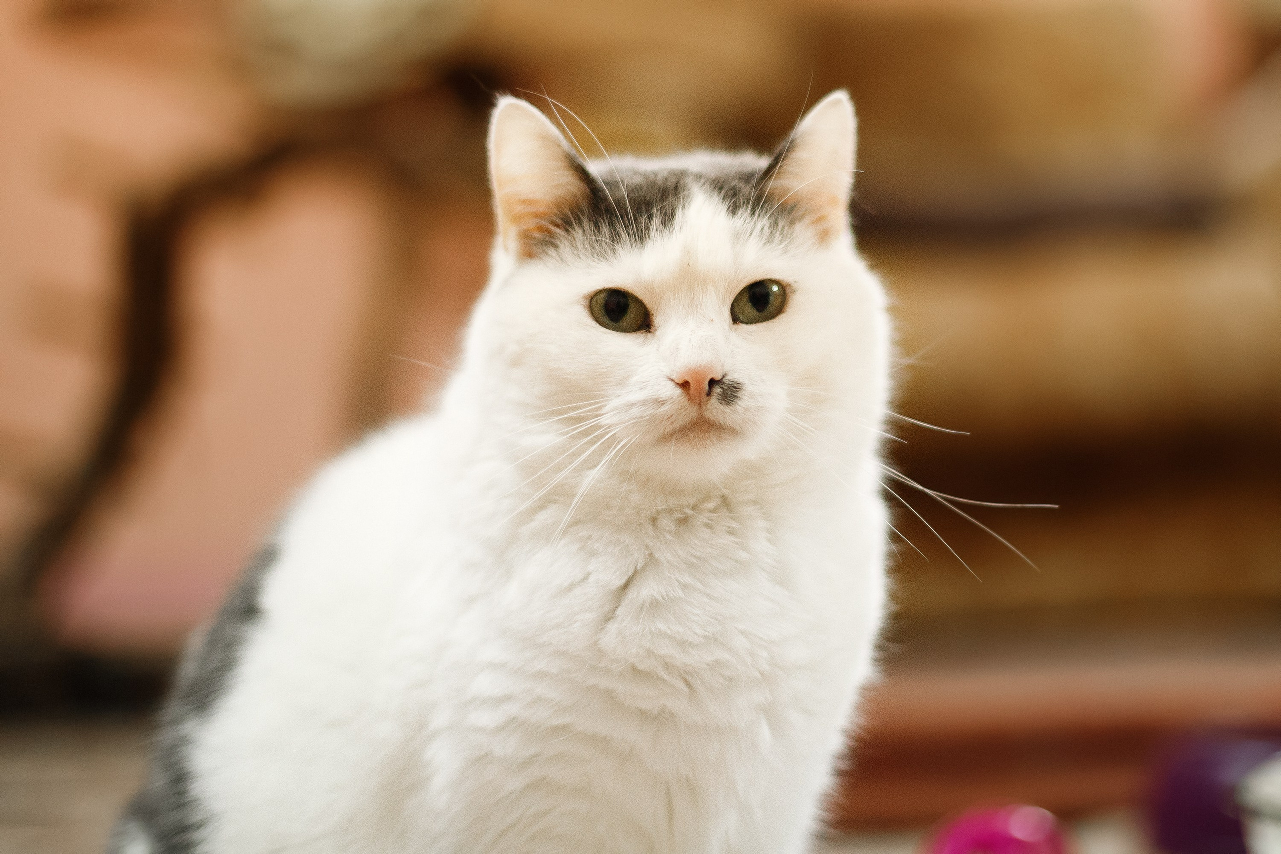 Shelter's cats for adoption. Kaja | fotograf we Wrocławiu | ludzie i psy