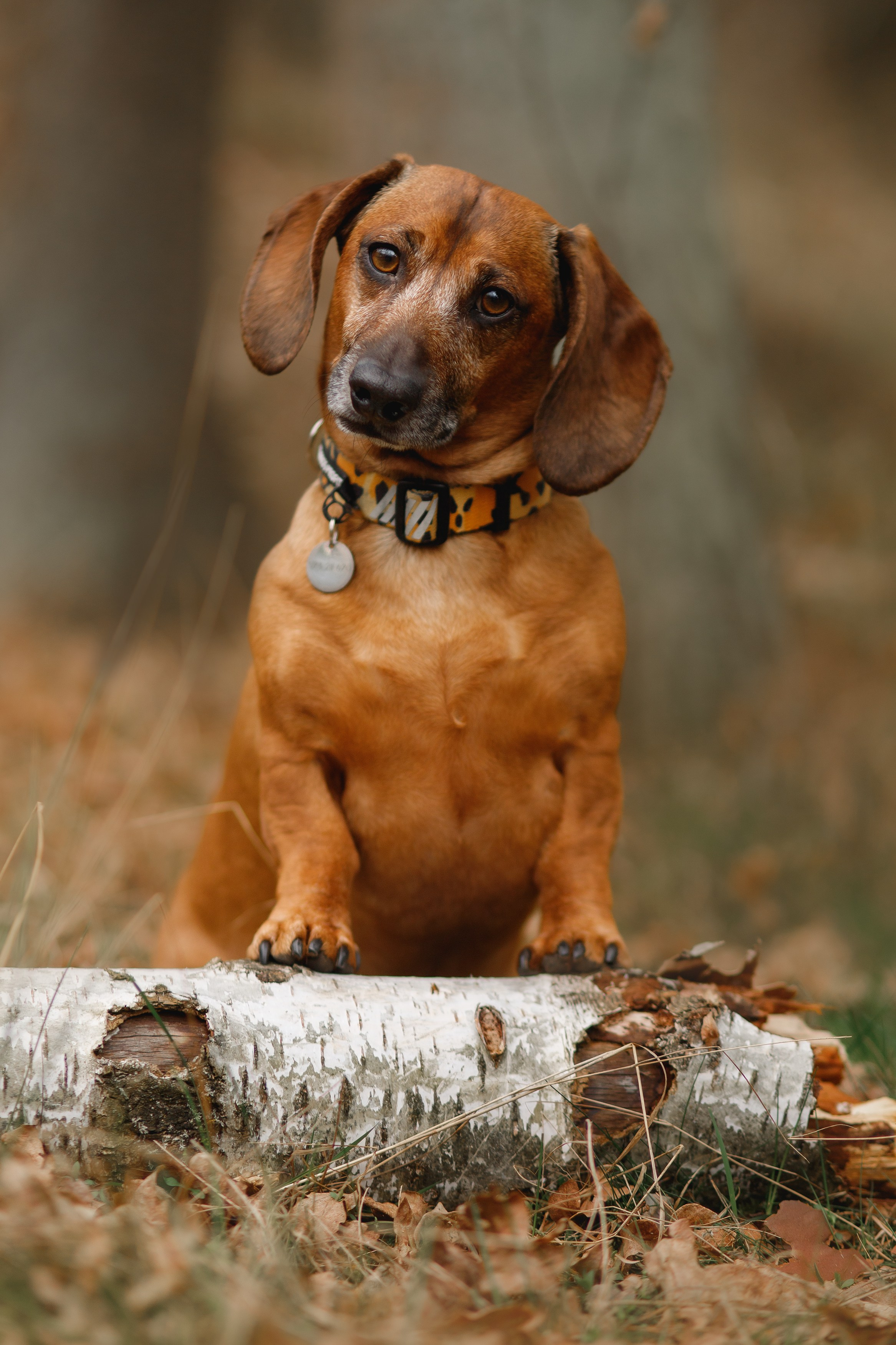 Ania, Franek & Vincent. Kaja | fotograf psów we Wrocławiu