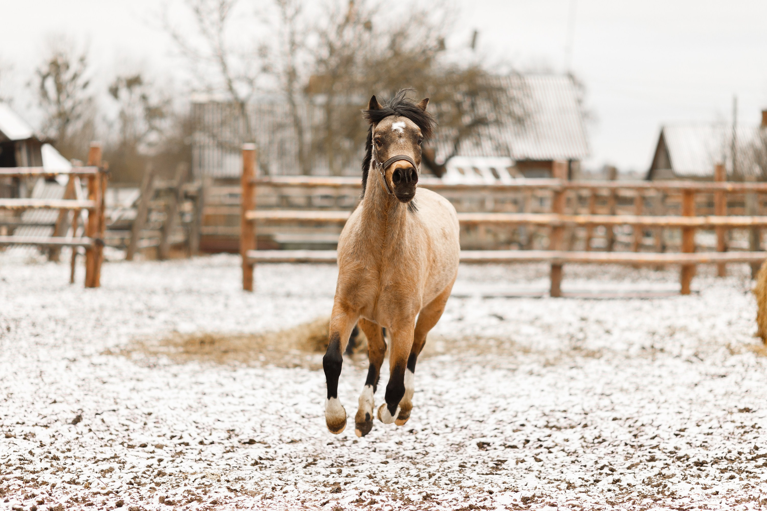 Winter stable. Kaja | fotograf psów we Wrocławiu