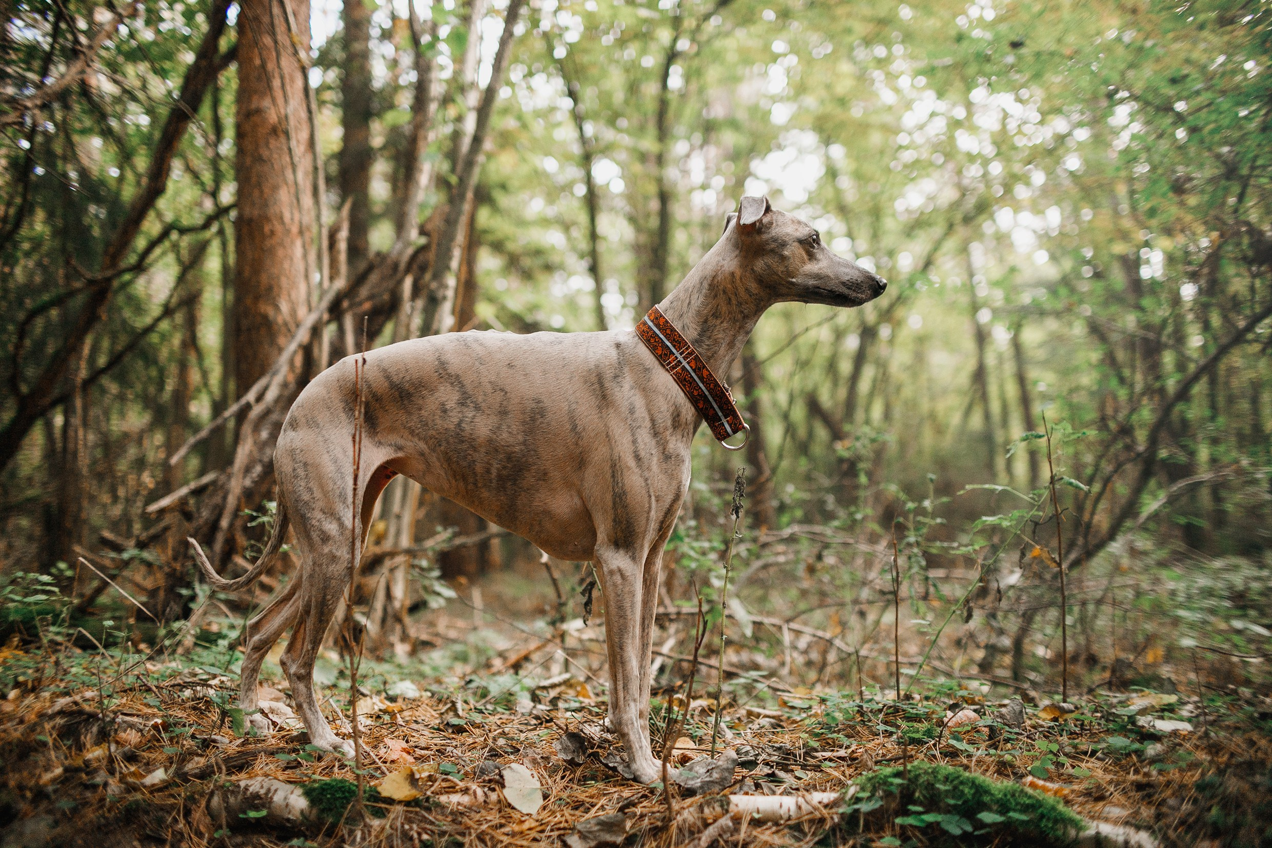 «Kasmach» dogs ammunition. Kaja | fotograf we Wrocławiu | ludzie i psy