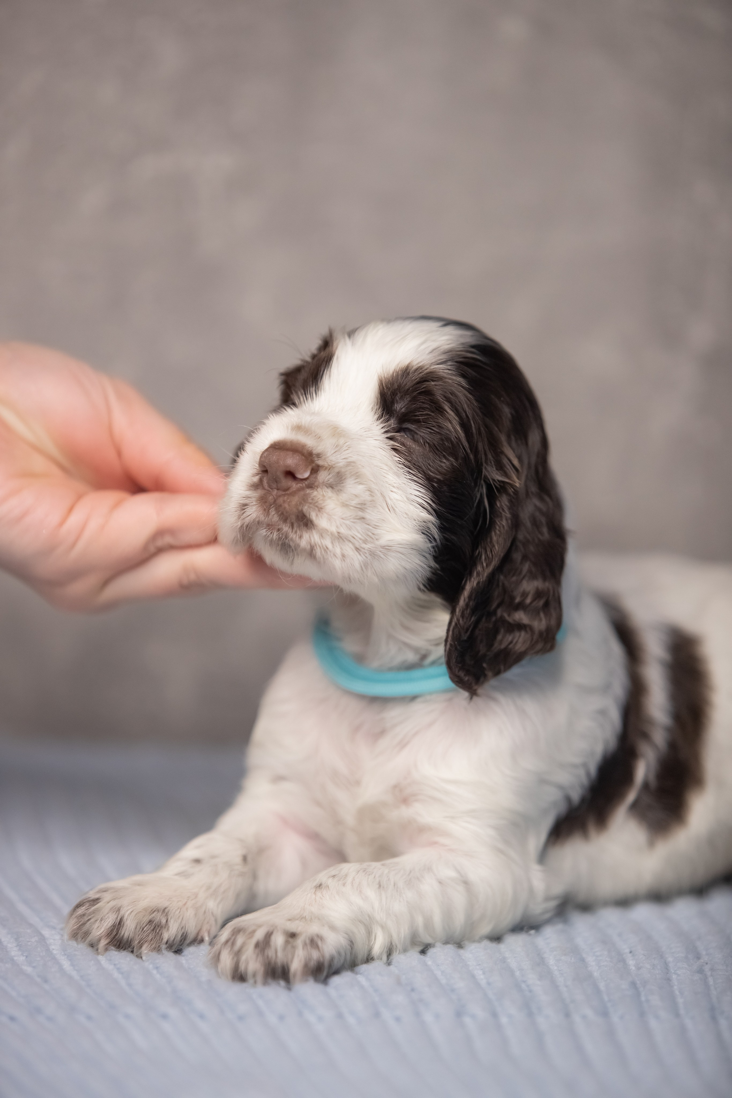Male — Blue collar 💙. Website of the titled stud dog of the Springer Spaniel breed