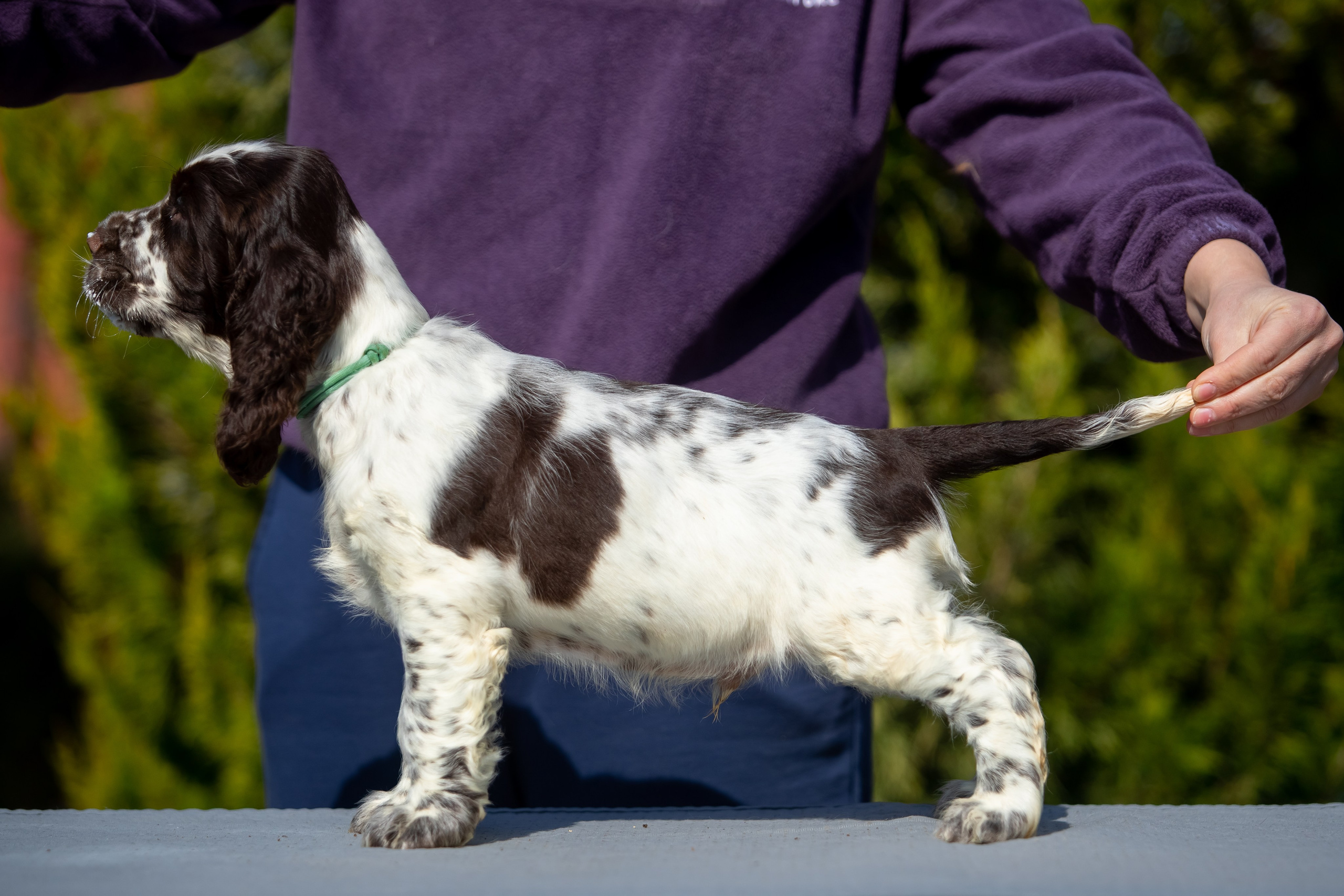 Male — Blue collar 💙. Website of the titled stud dog of the Springer Spaniel breed