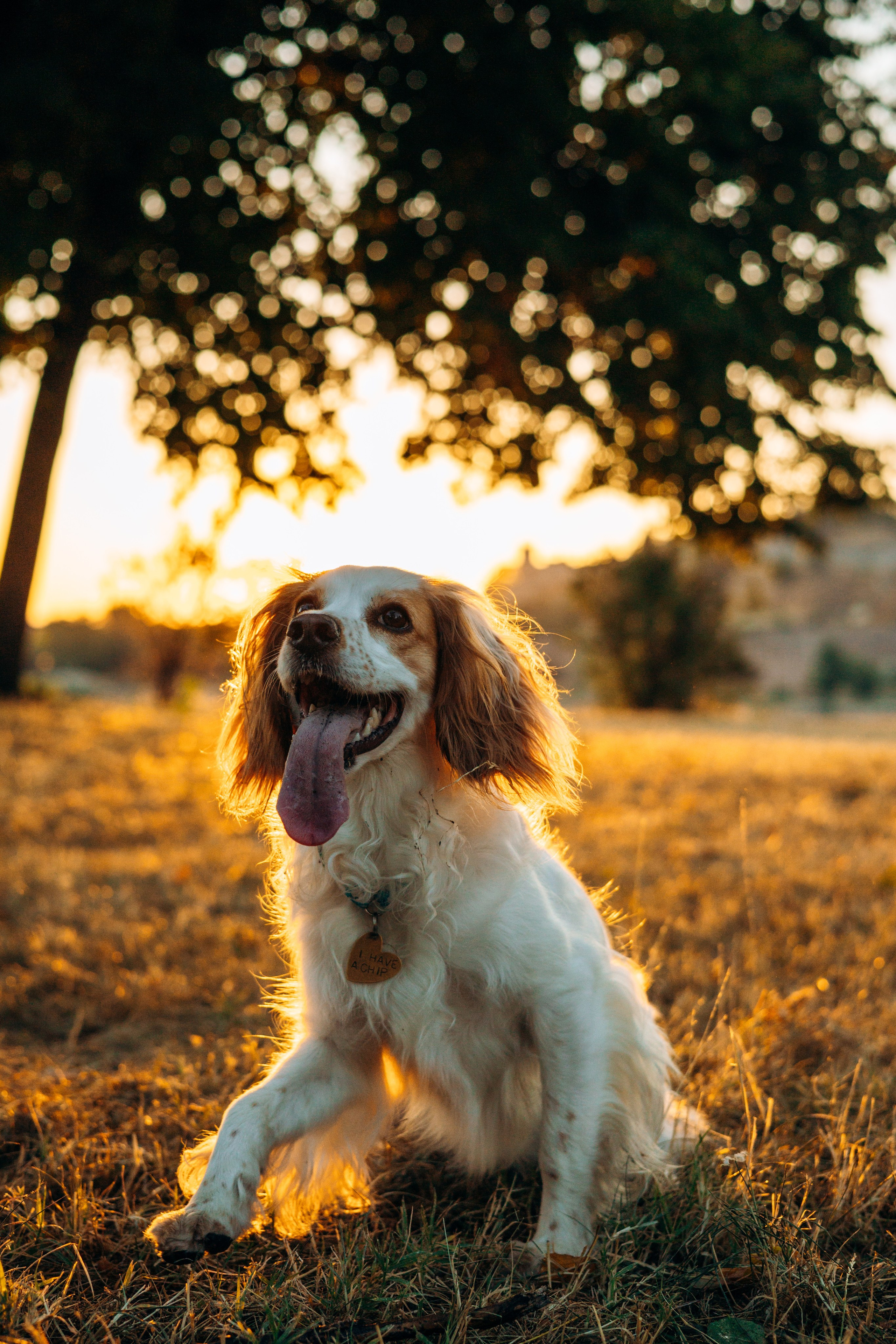 Софья и Арья. Фотограф-анималист | Белград