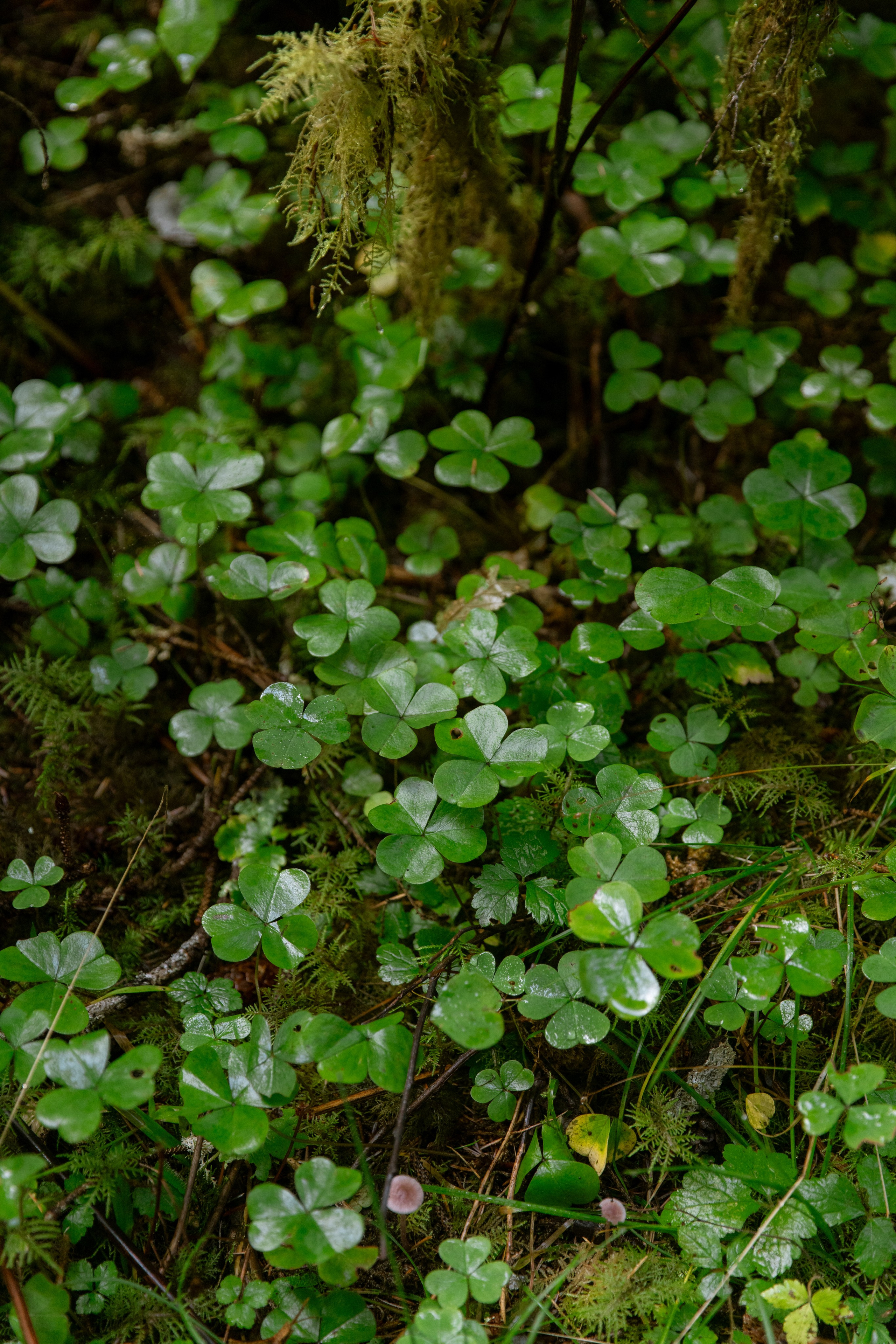 Twilight | Wallpapers. Photographer in Los Angeles. Julia Ishmuratova