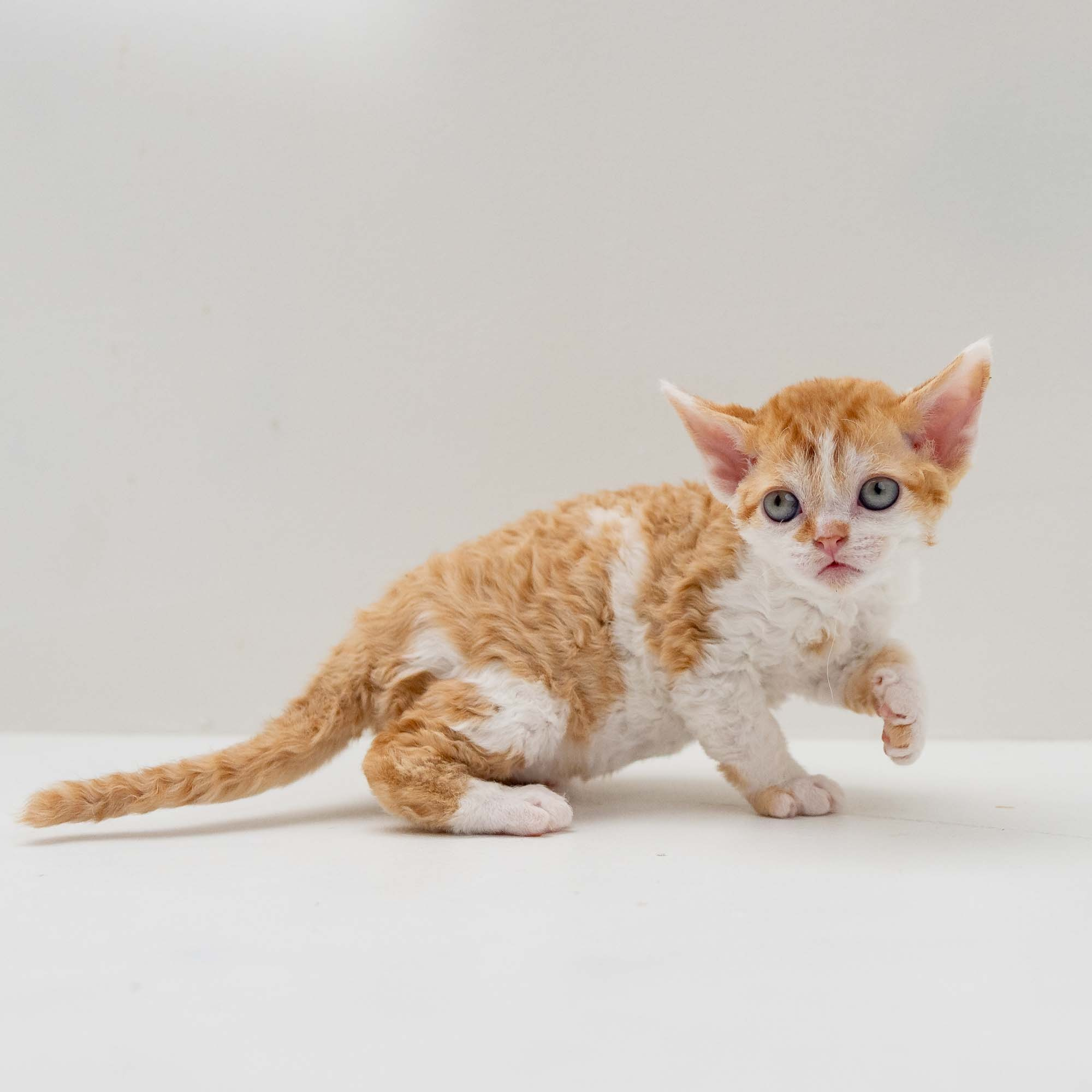 Gary,  boy, born on 01.18.25. Devon Rex Pixie Cattery