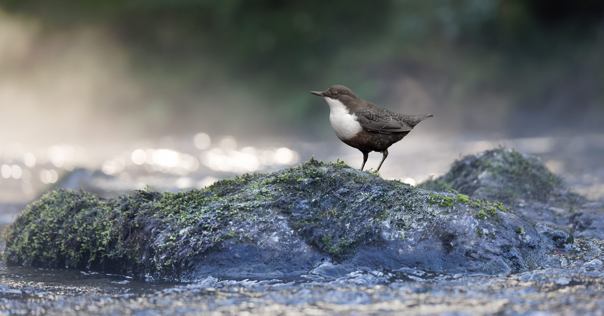 UK Wildlife Photography Gallery. Hedley Wright Photography | East Anglia Sport, Street, Wildlife, Landscape & Astrophotography