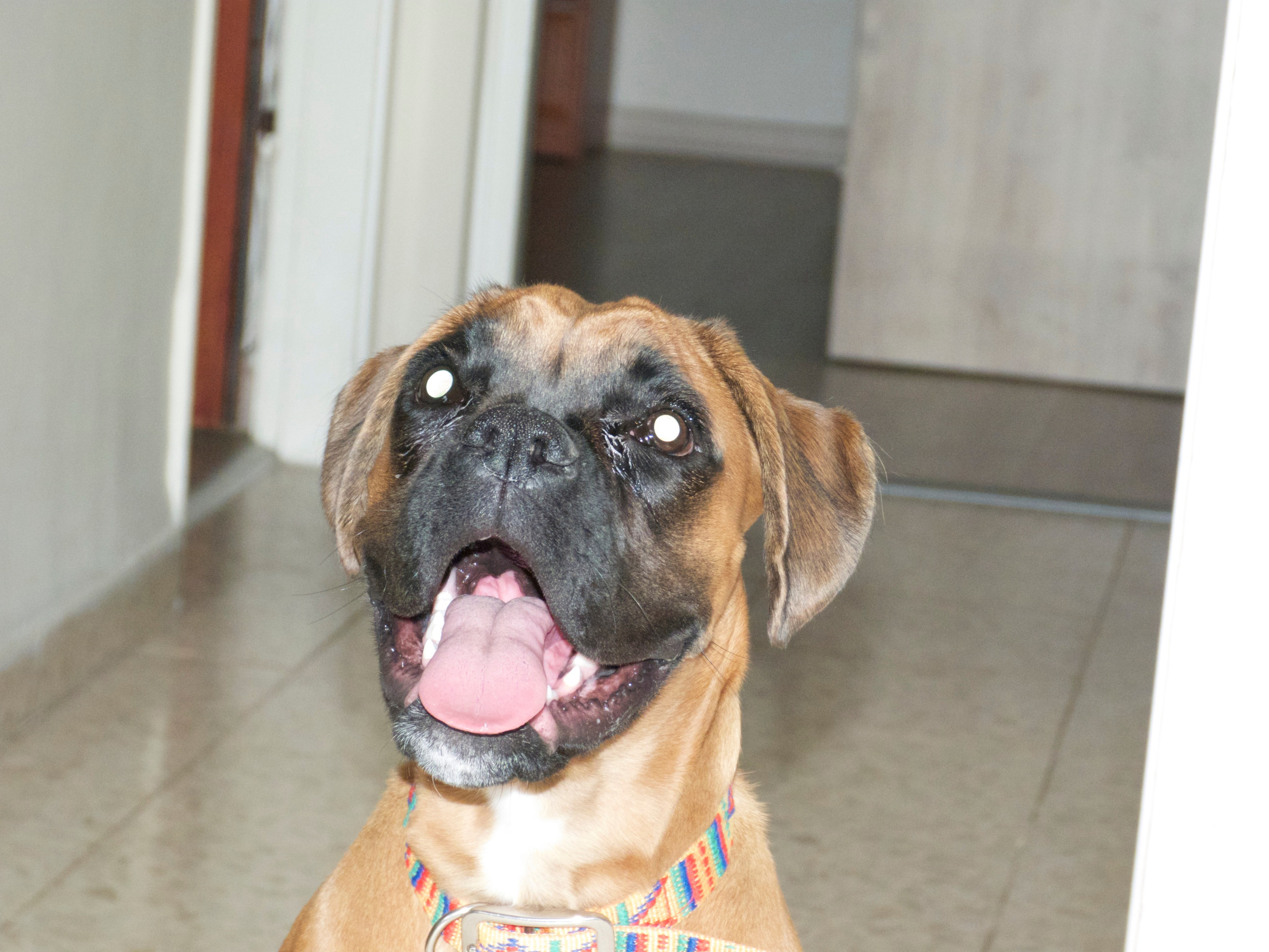 My ״Star״ Boxer Dog