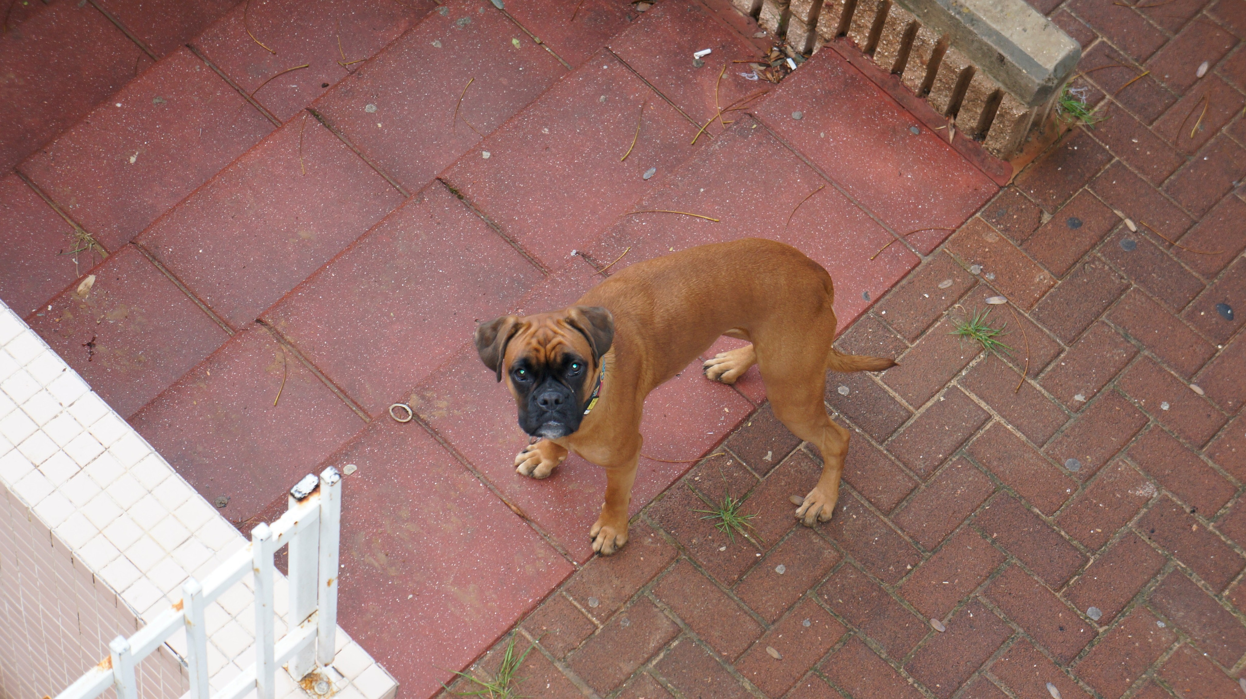 My ״Star״ Boxer Dog