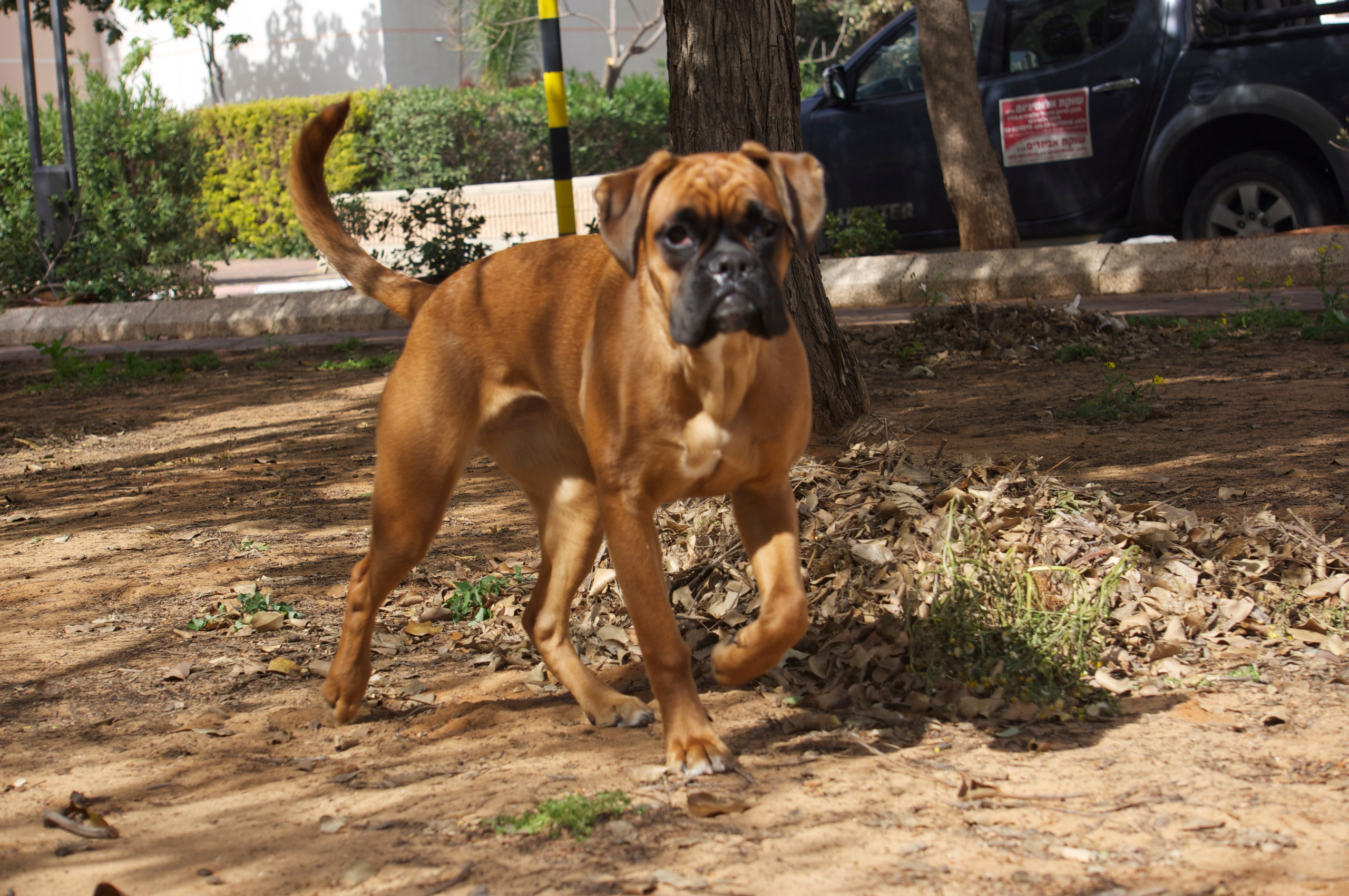 My ״Star״ Boxer Dog
