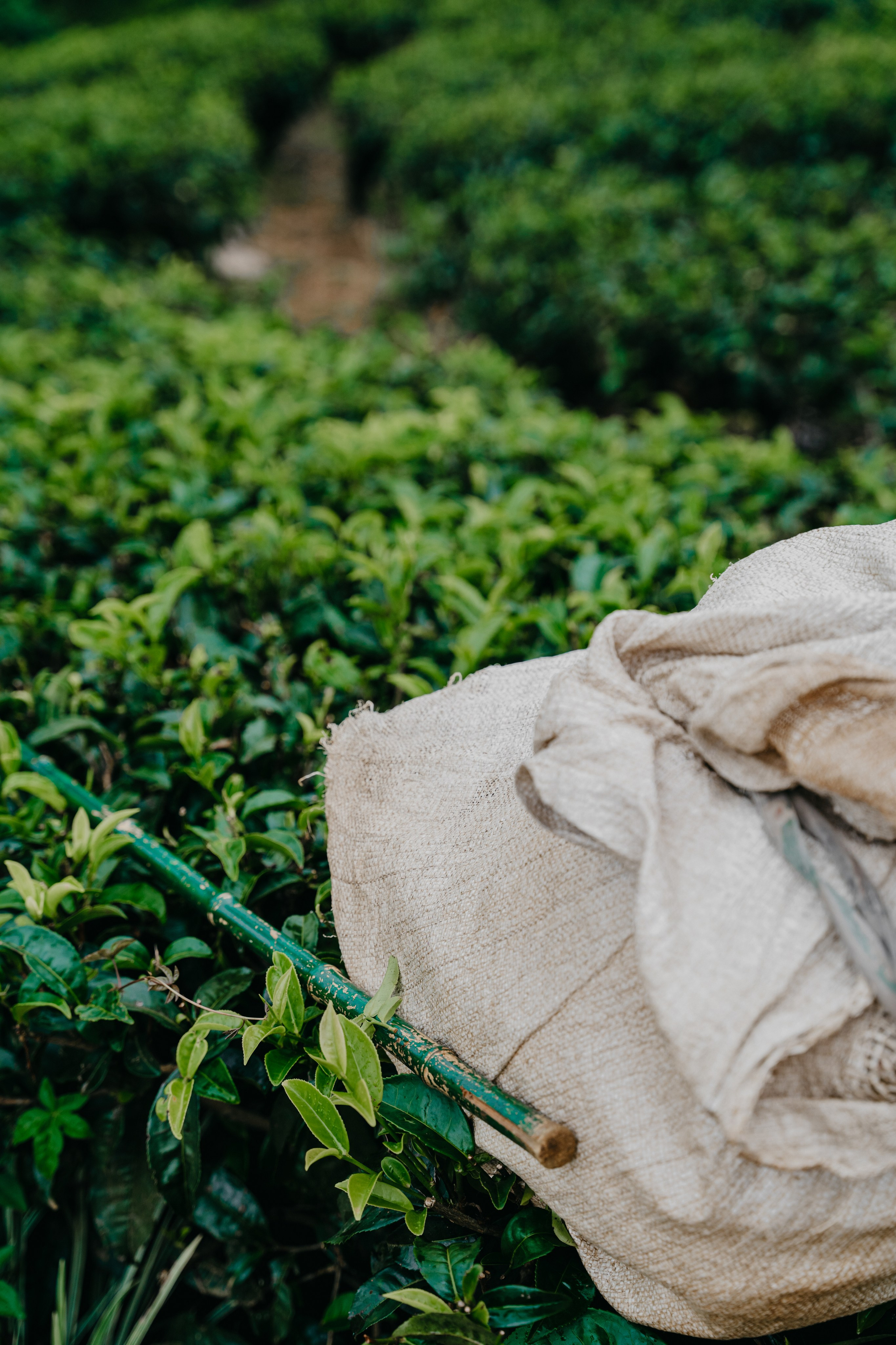 Relais & Châteaux, Tea Trails, Sri Lanka. Editorial photographer Yuliya Drazdovich