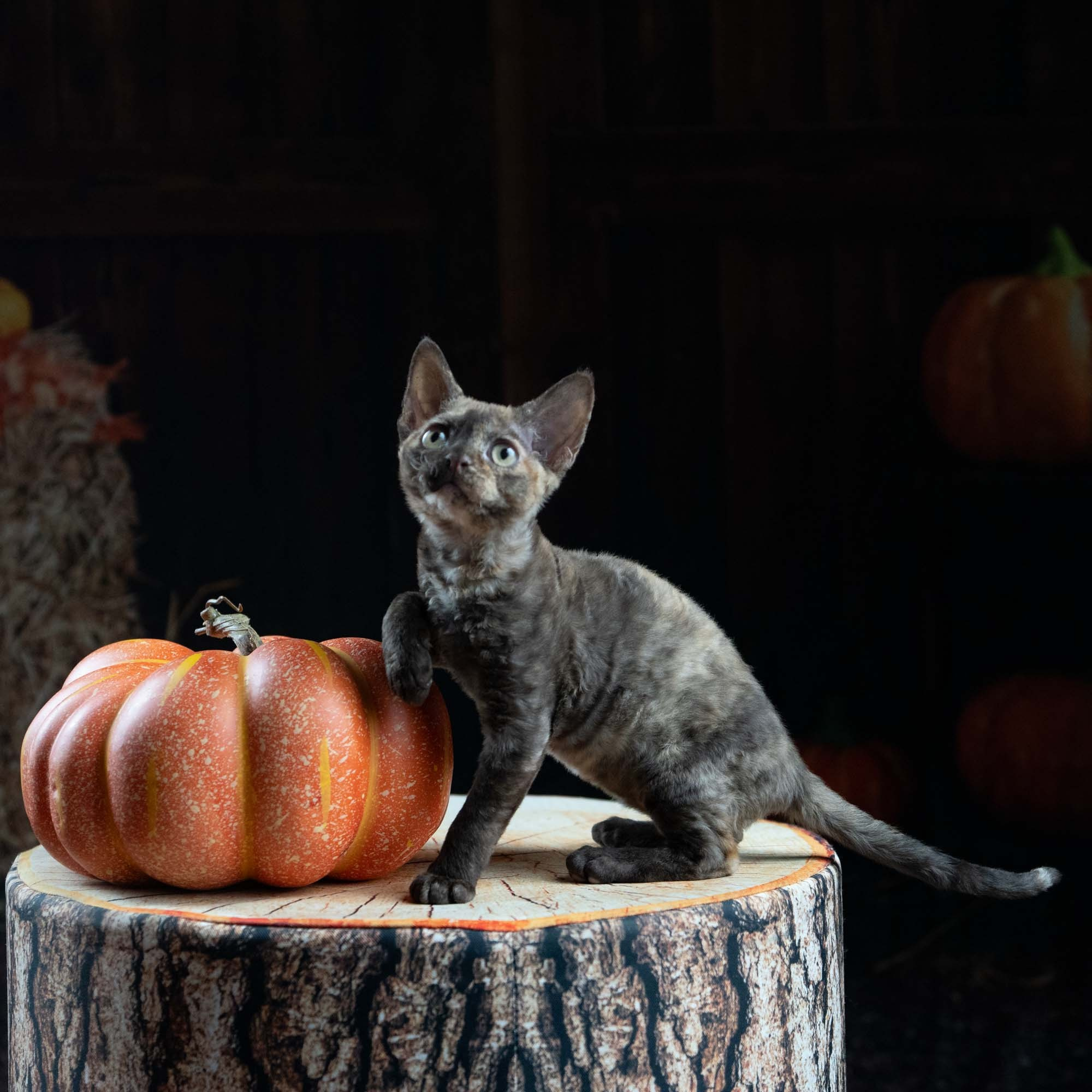 Dory, girl, born on 06.06.24 SOLD. Devon Rex Pixie Cattery