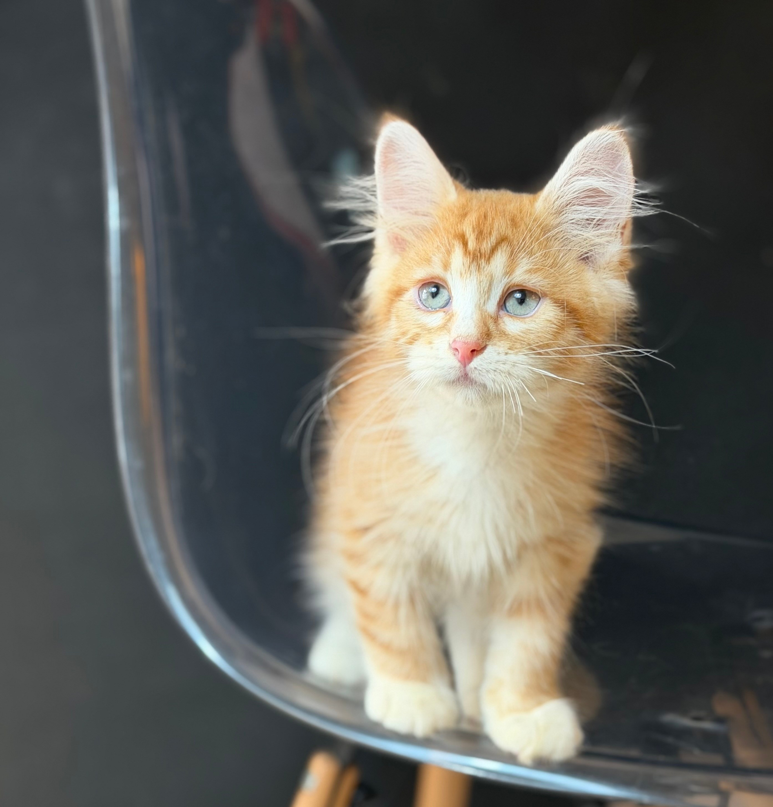 Available- Eli- Red Tabby Male