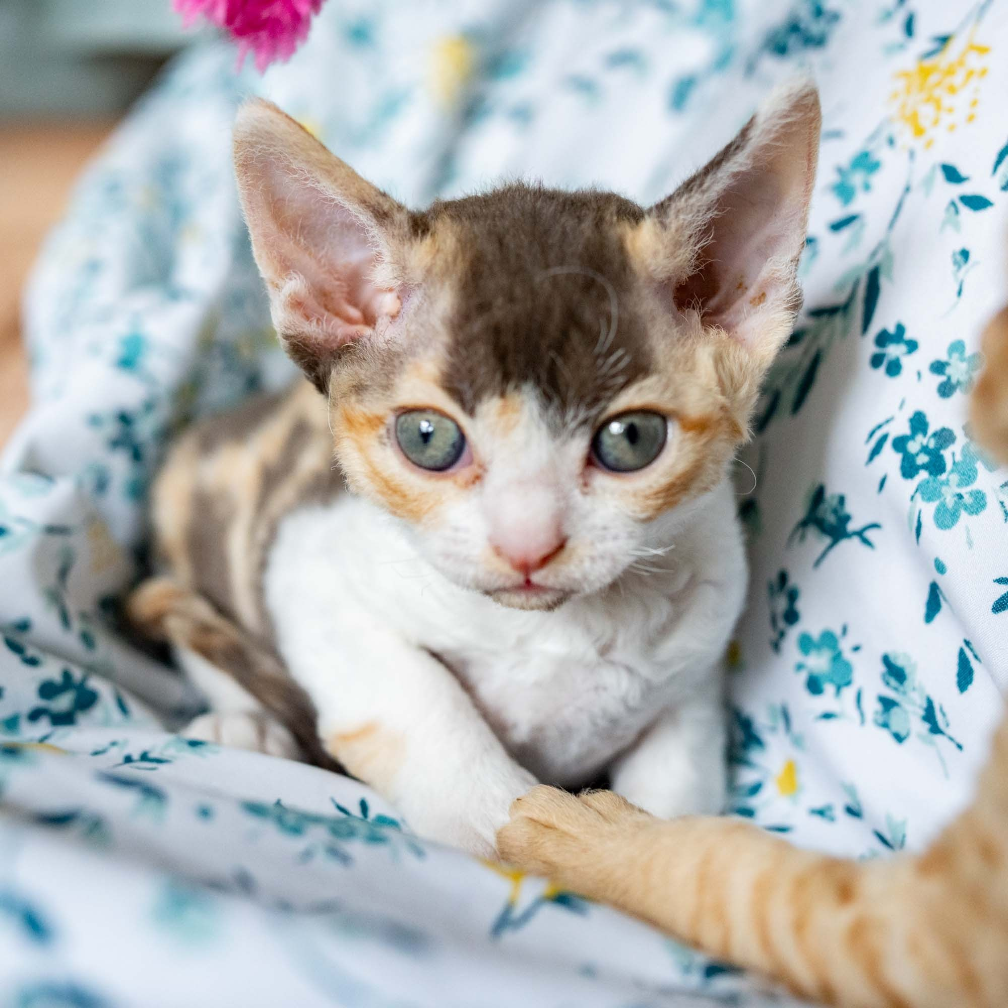 Dixie, girl, born on 06.06.24 SOLD. Devon Rex Pixie Cattery