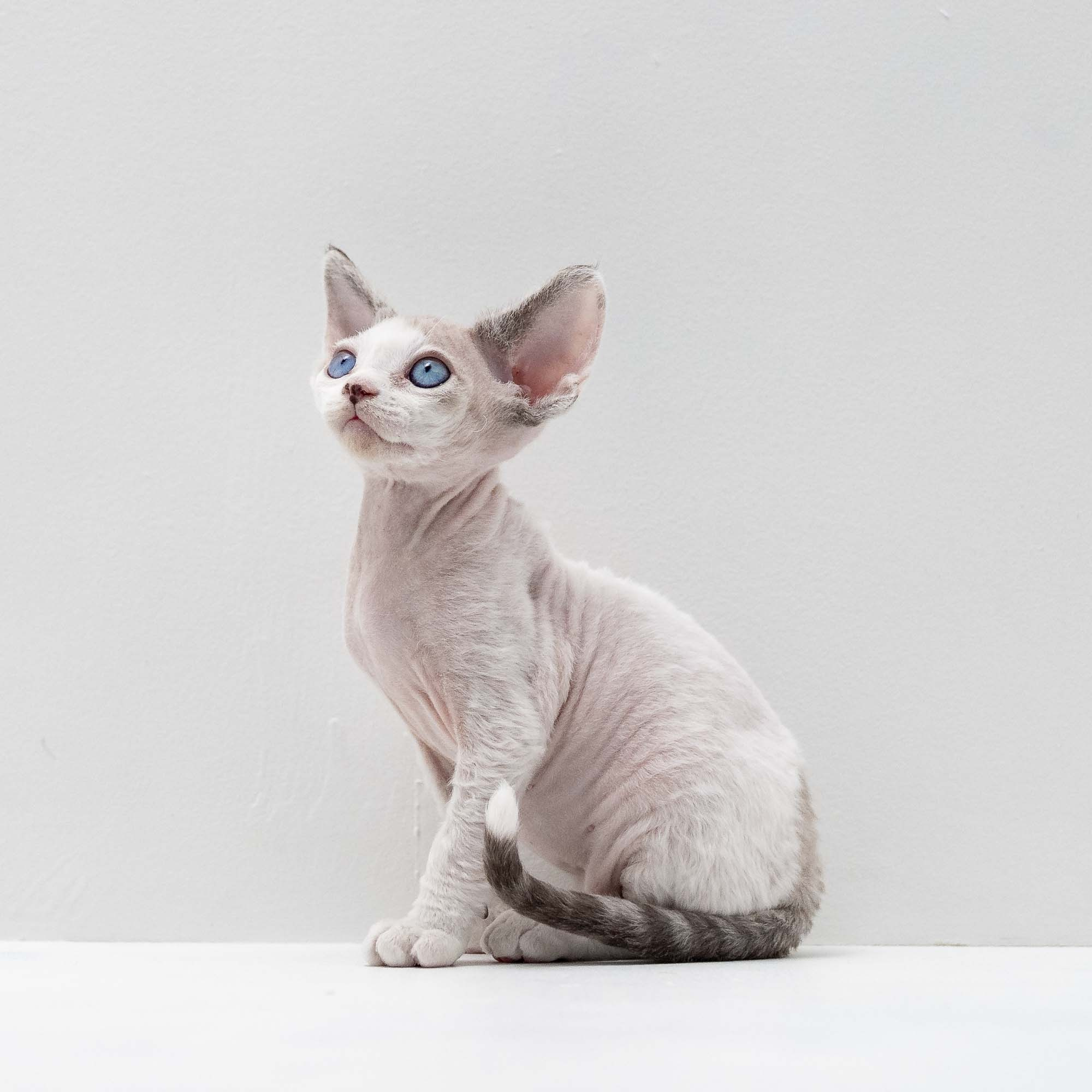 Frosttip, boy, born on 01.01.25. Devon Rex Pixie Cattery