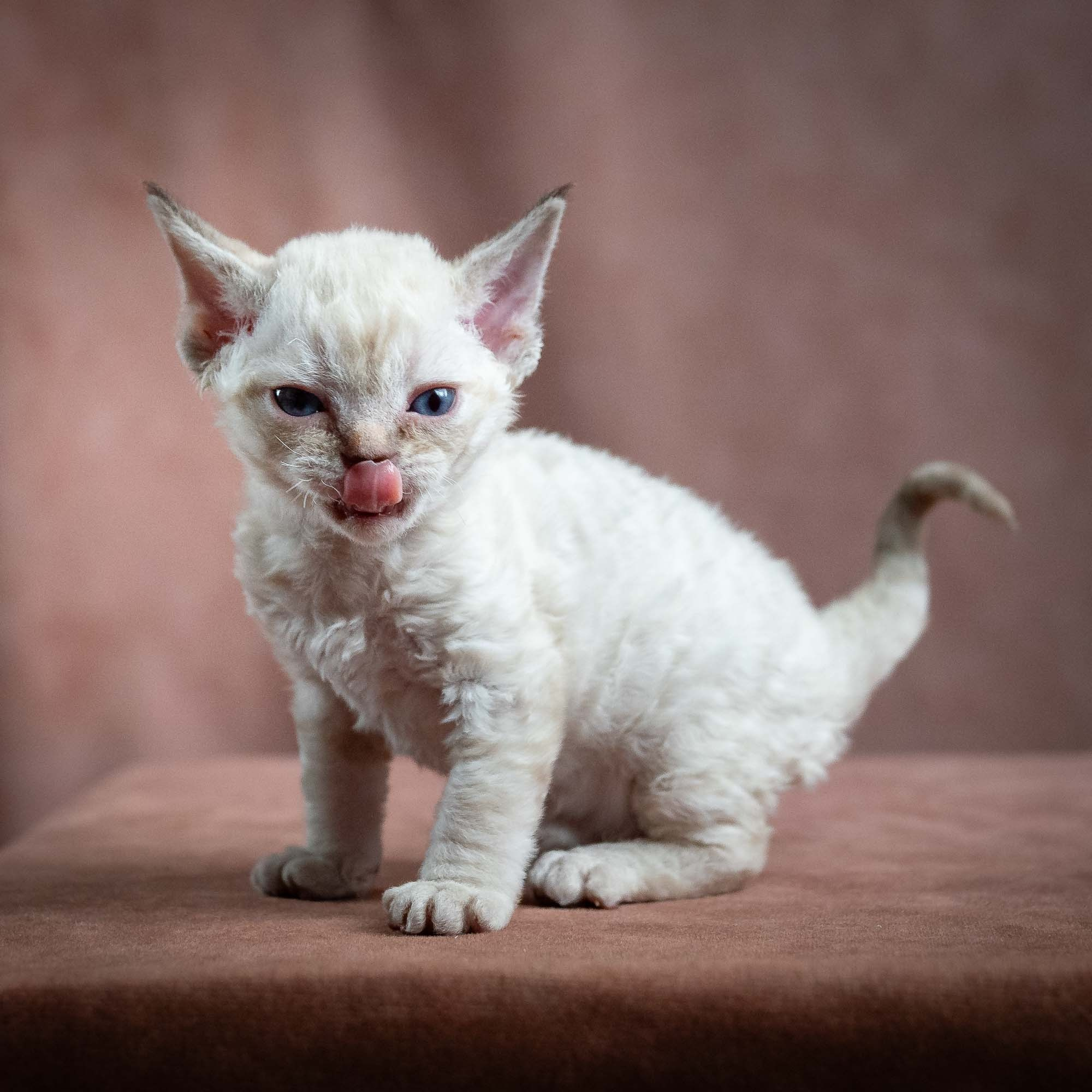 Maya, girl, born 01.15.26. Devon Rex Pixie Cattery