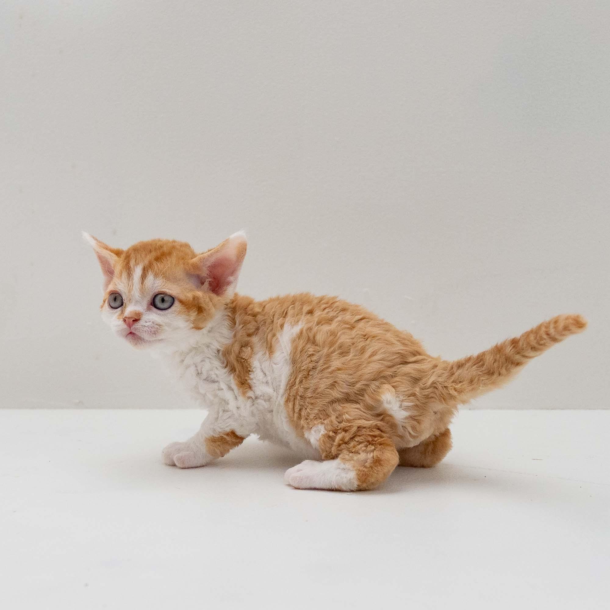Gary,  boy, born on 01.18.25. Devon Rex Pixie Cattery
