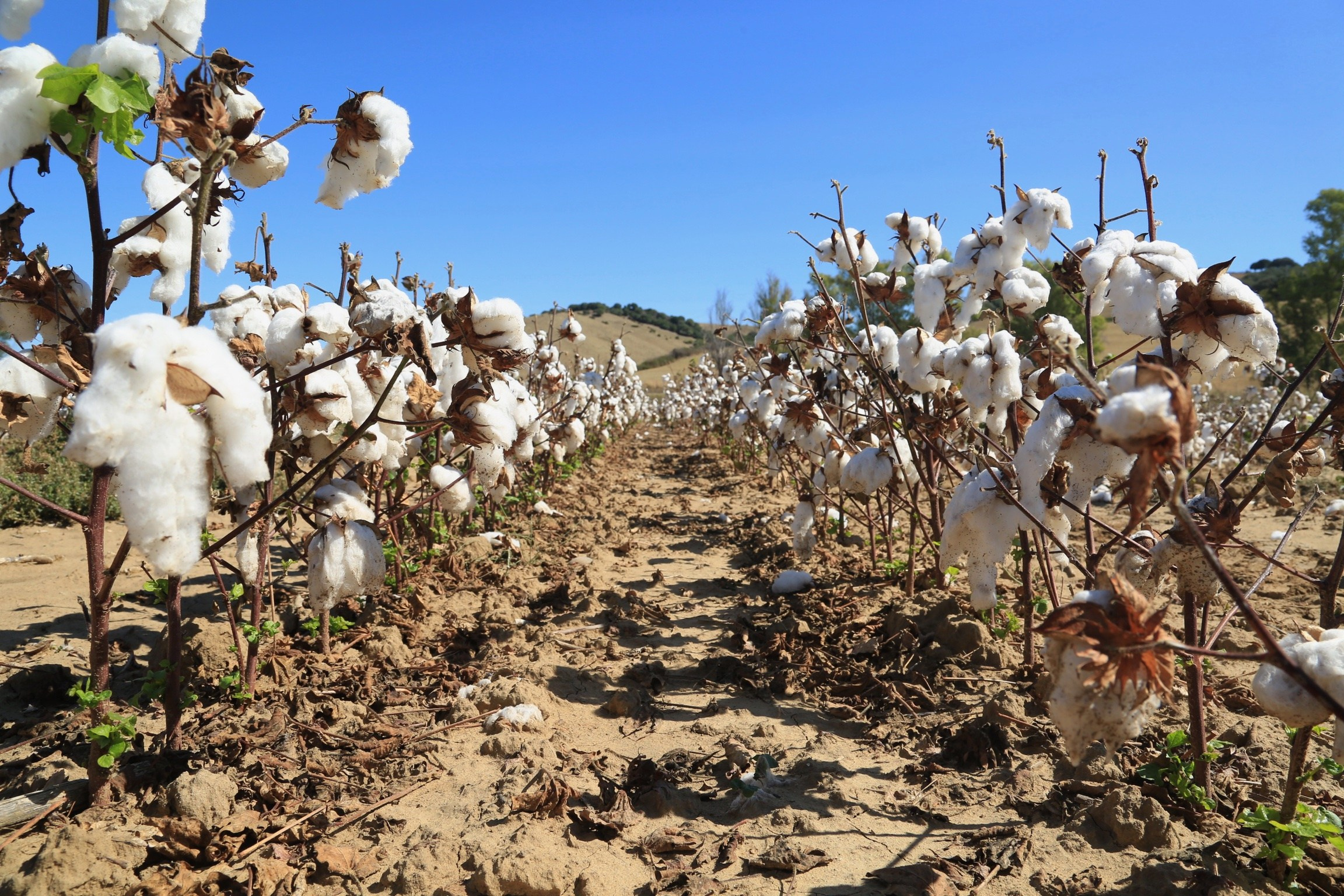Cotton deam. Portrait photographer in Europe. Aurora Balear in Balearic Islands, woman portrait photographer. Work in Spain