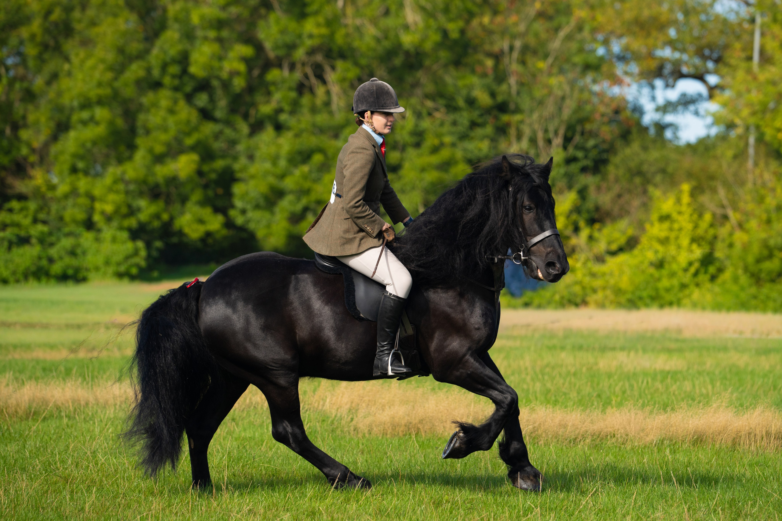 Showing. Leicestershire Equine Photography by El | Authentic Equine Portraits & Events