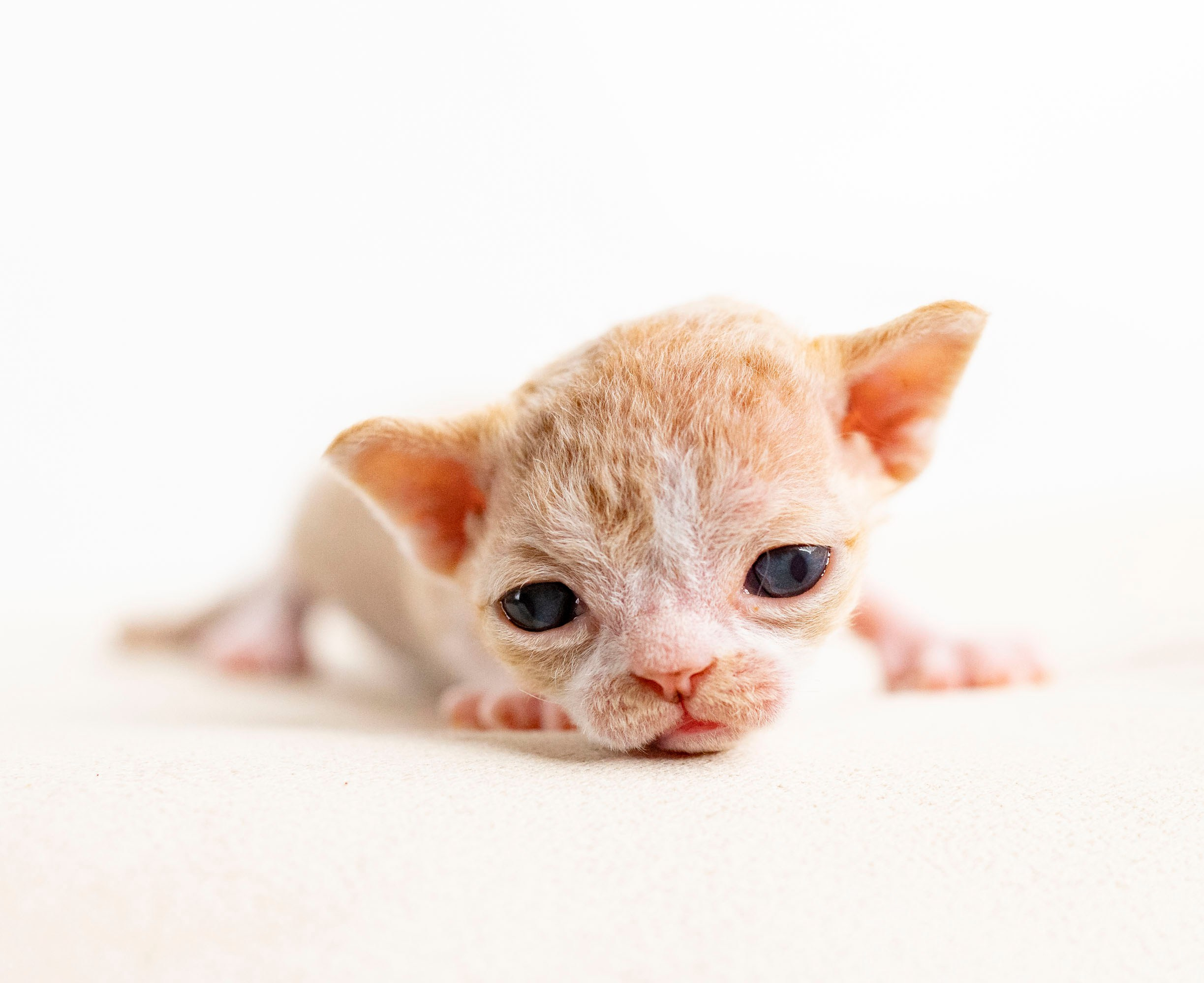 Kittens 11.23.23. Devon Rex Pixie Cattery
