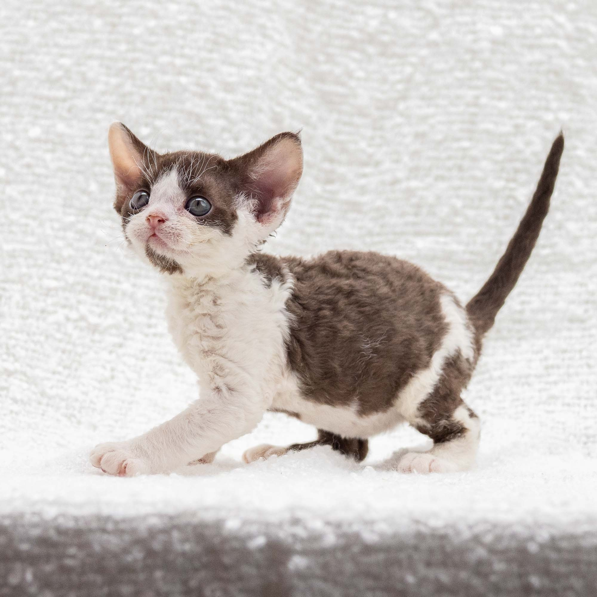 Henry,  boy, born 04.20.25. Devon Rex Pixie Cattery