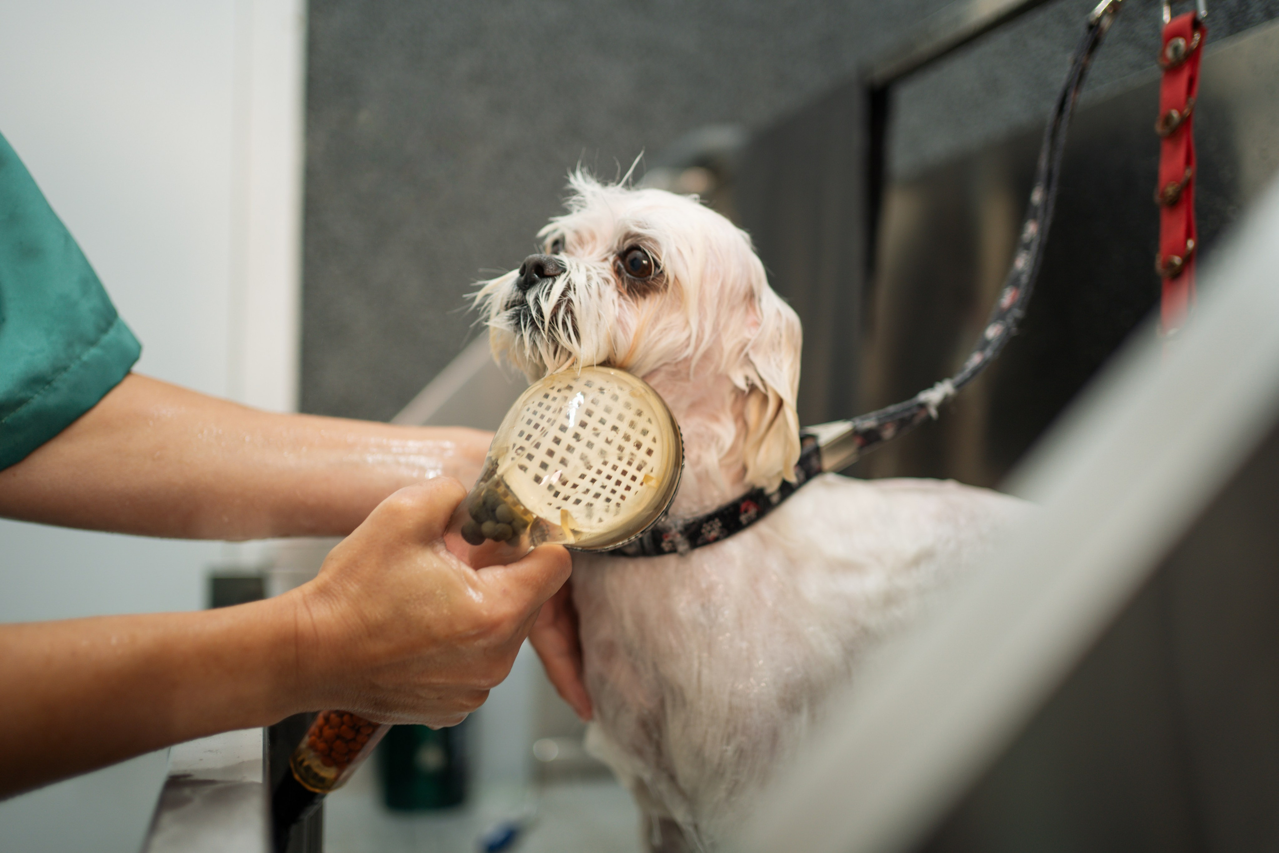 PetGroom Timisoara. Cozac Cristian Photographer