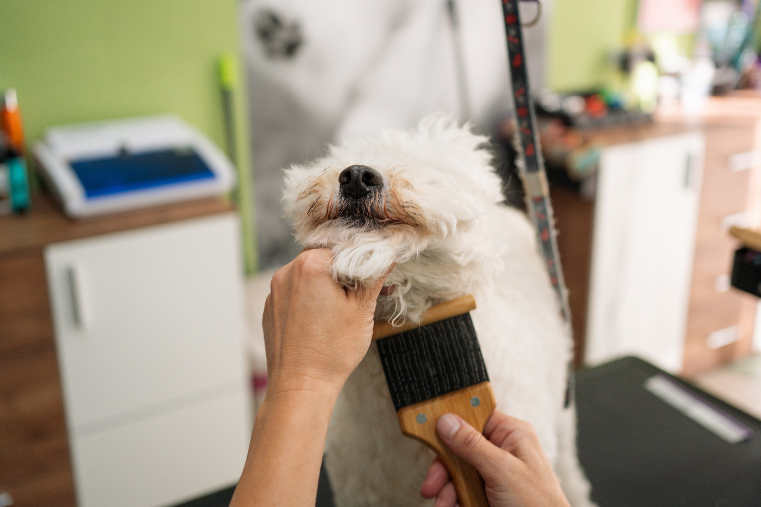 PetGroom Timisoara. Cozac Cristian Photographer