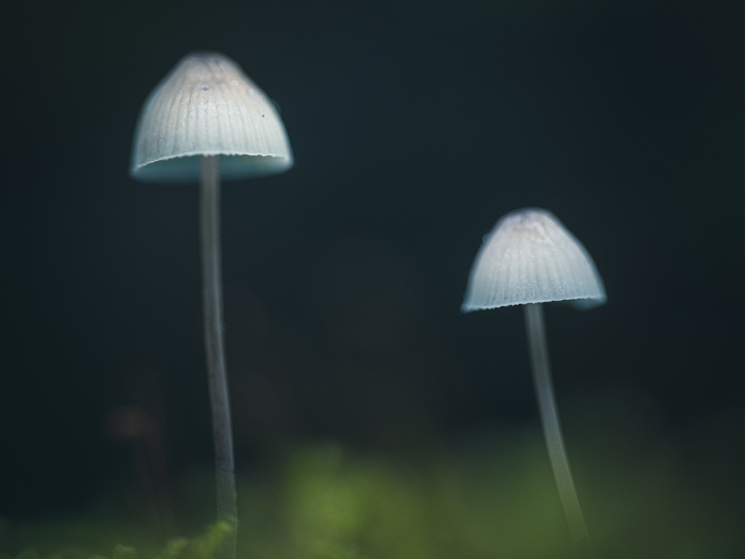 Intimate Landscapes. Nature Photographer and Videographer from Germany
